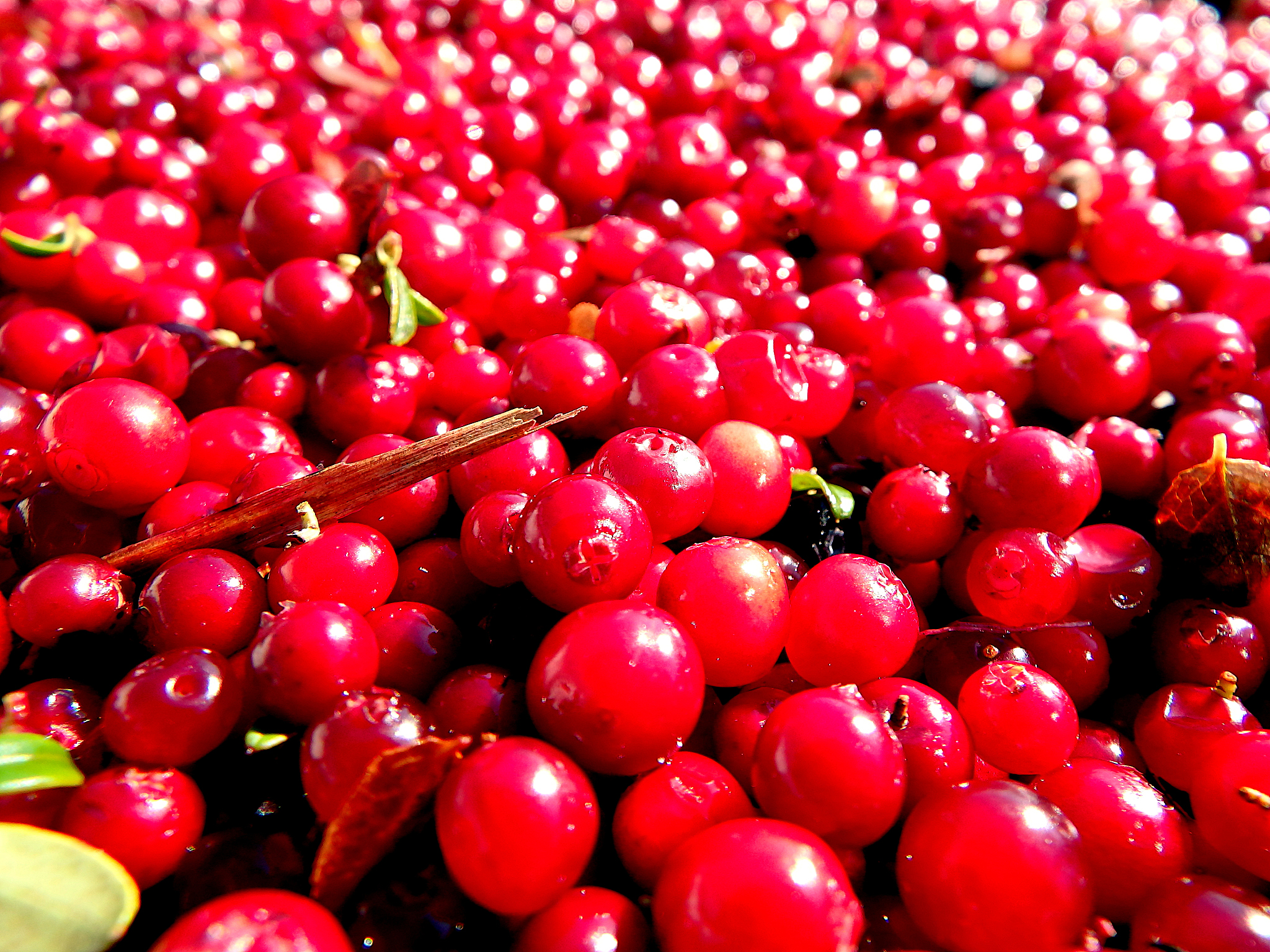 cranberry - red background