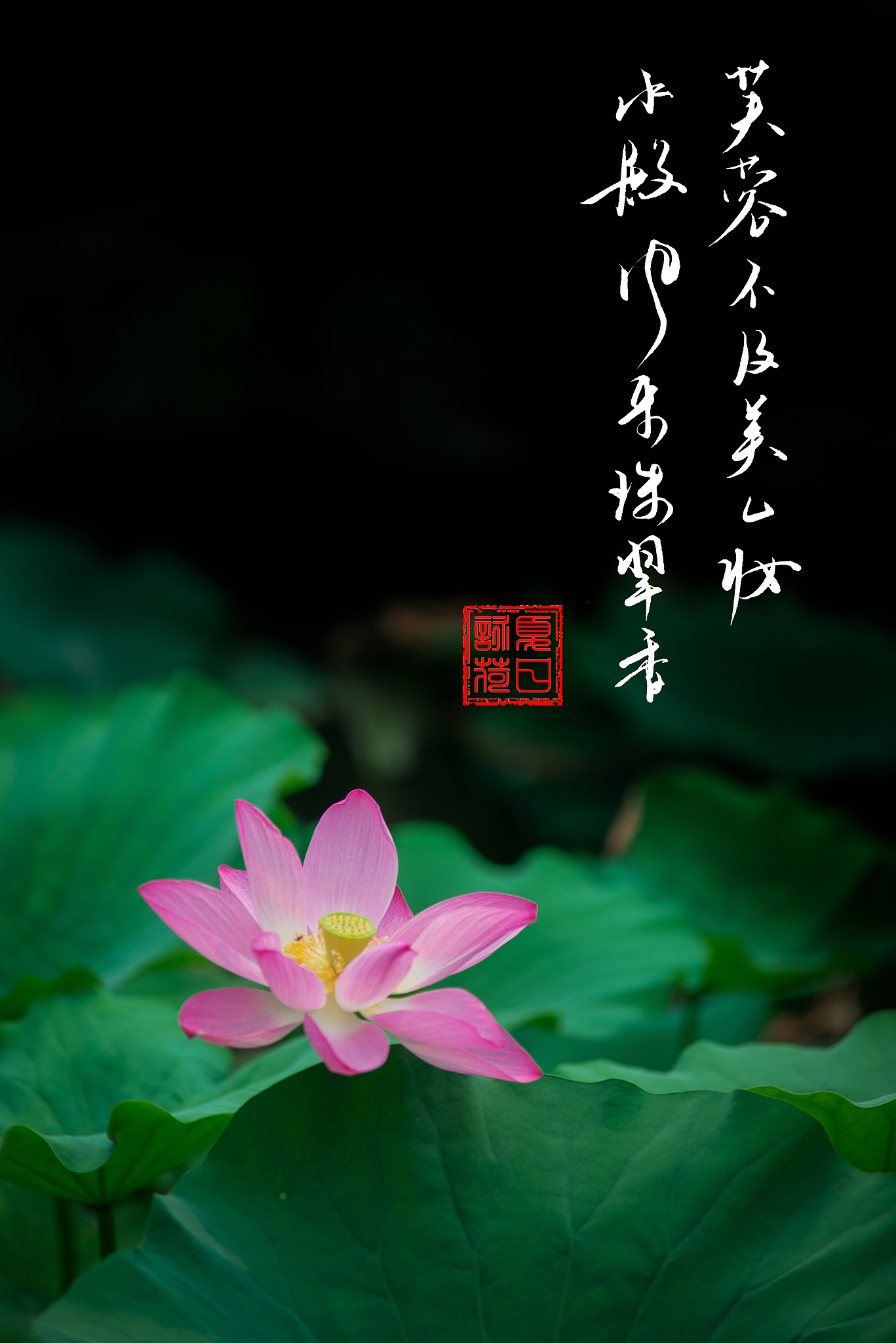 写一首描写夏天荷花的诗总共四句每句五个字