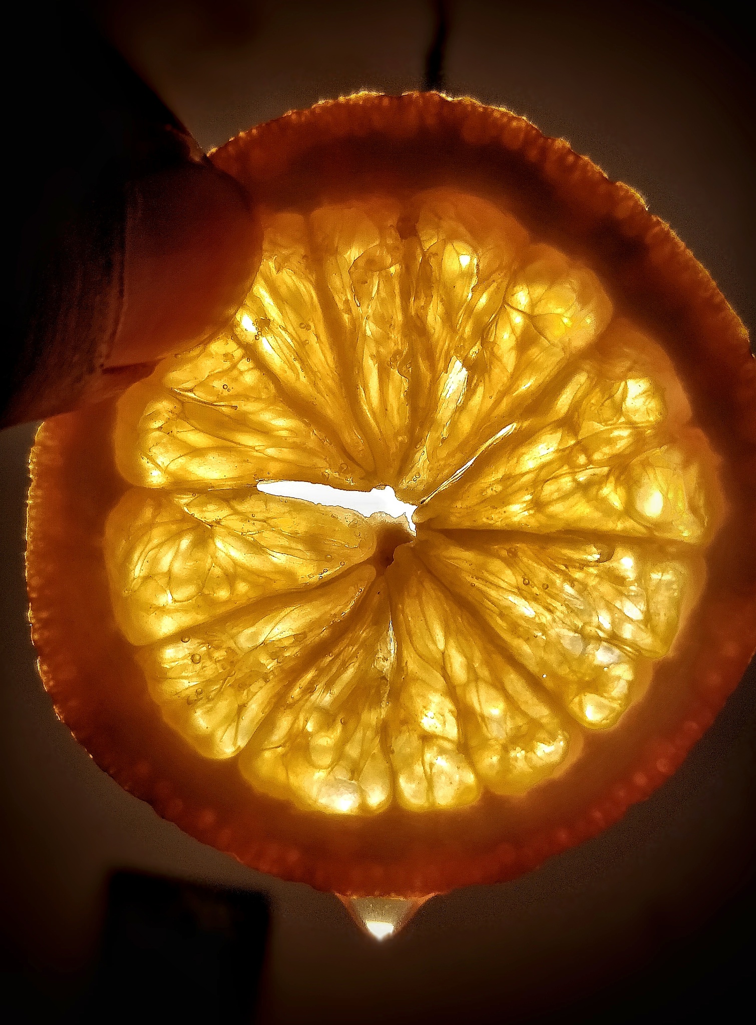 cropped hand holding orange slice