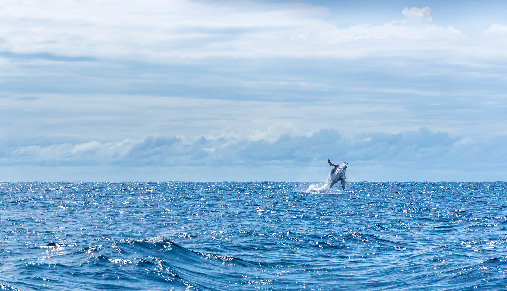 海阔凭鱼跃：赏析与启示
