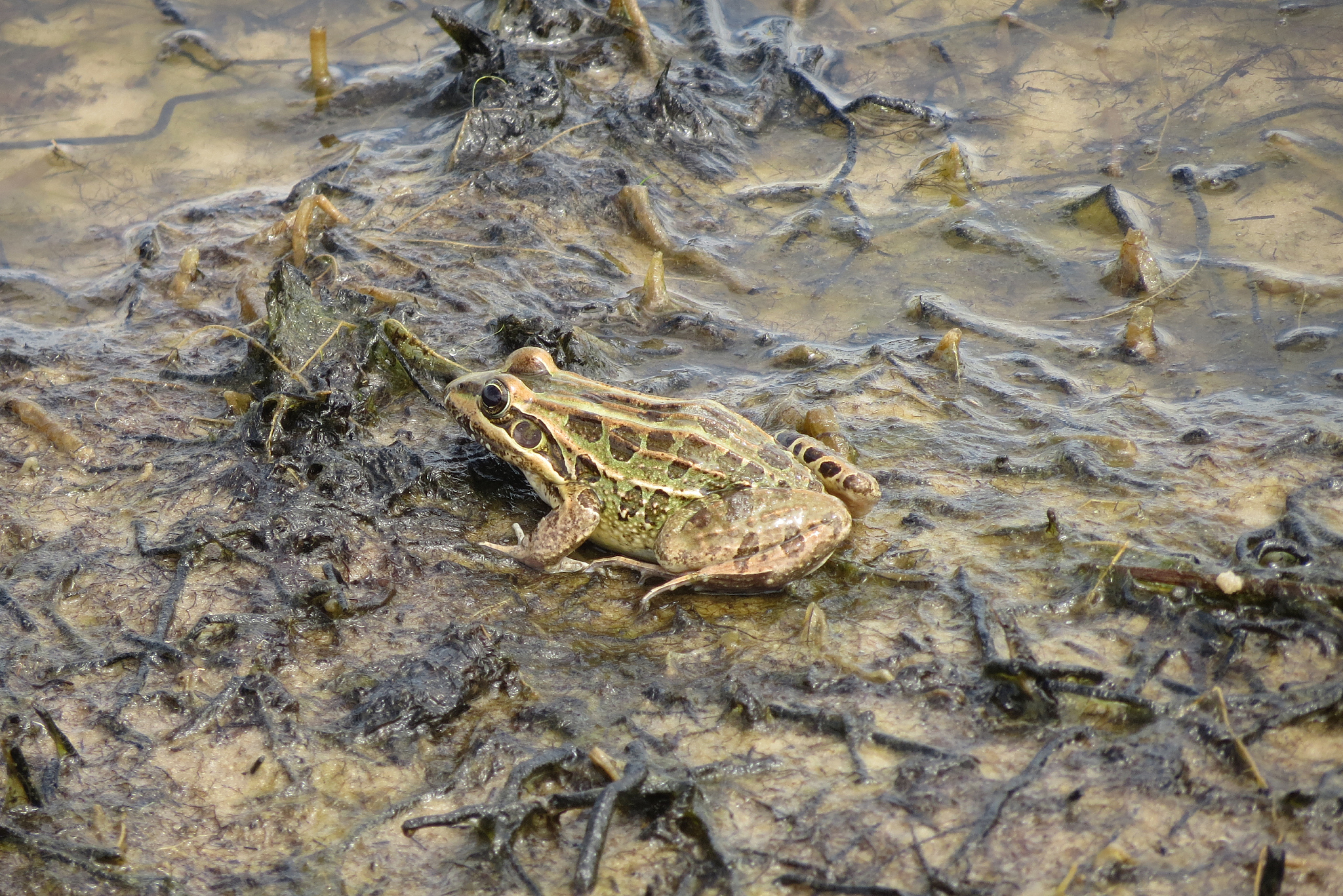 青蛙：常见的两栖动物及其文化象征