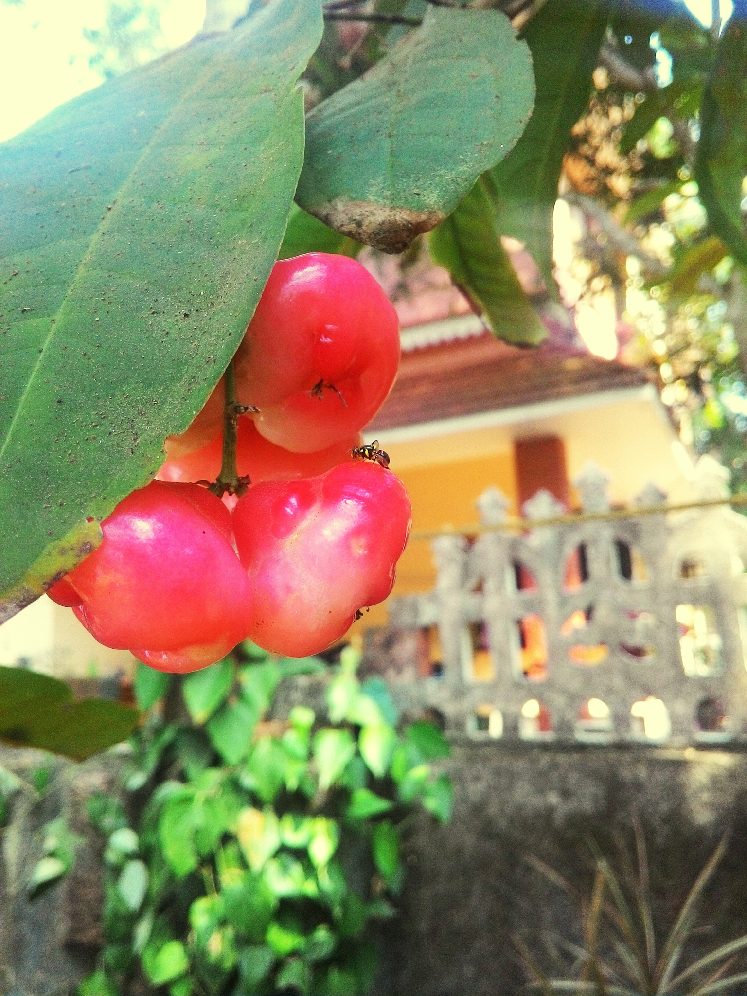 写一篇关于草莓的诗词要求不能出现草莓