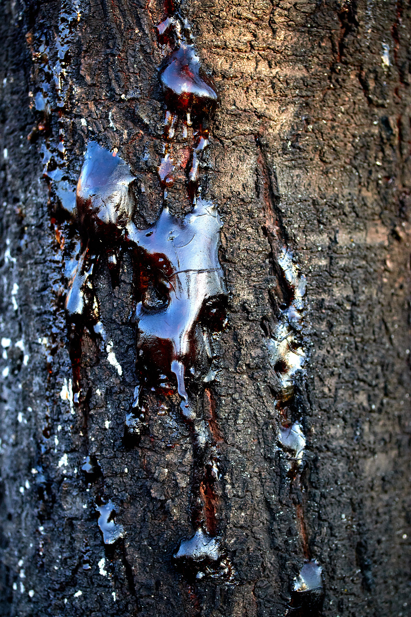solid resin frozen sticky juice on the bark of a tree trunk