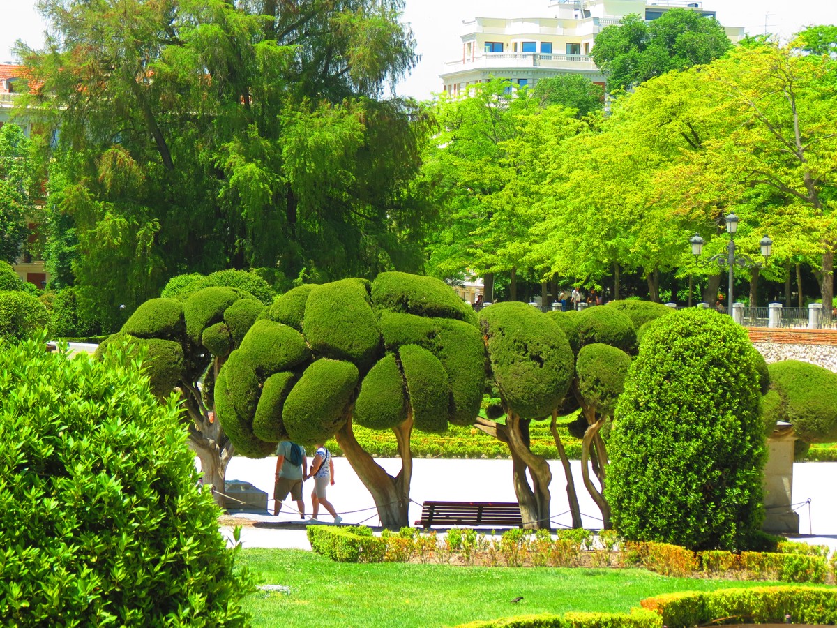 香樟树移植进城：提升城市景观效果的有效途径
