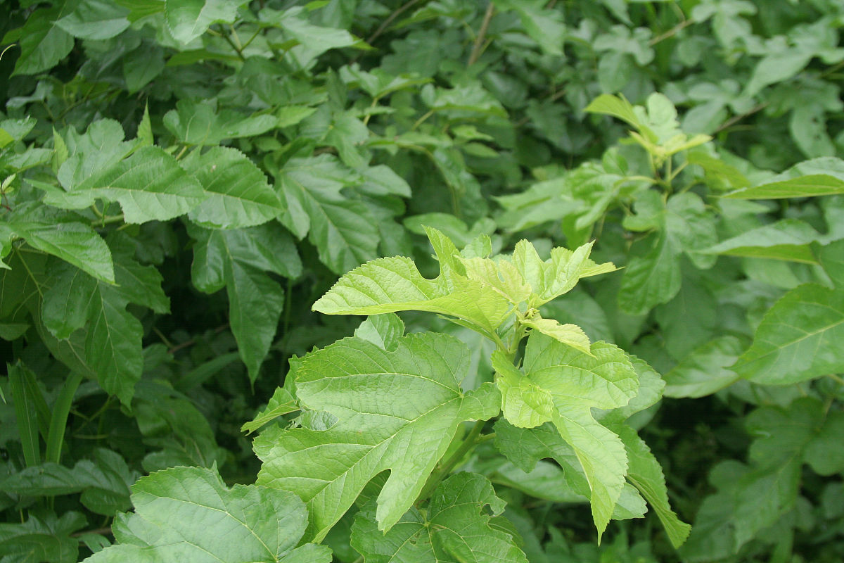 请帮我找下桑叶茶的卖点