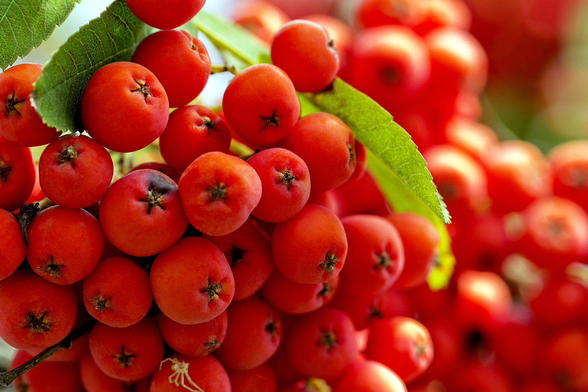 cluster of red  rowanberry in the garden - closeup