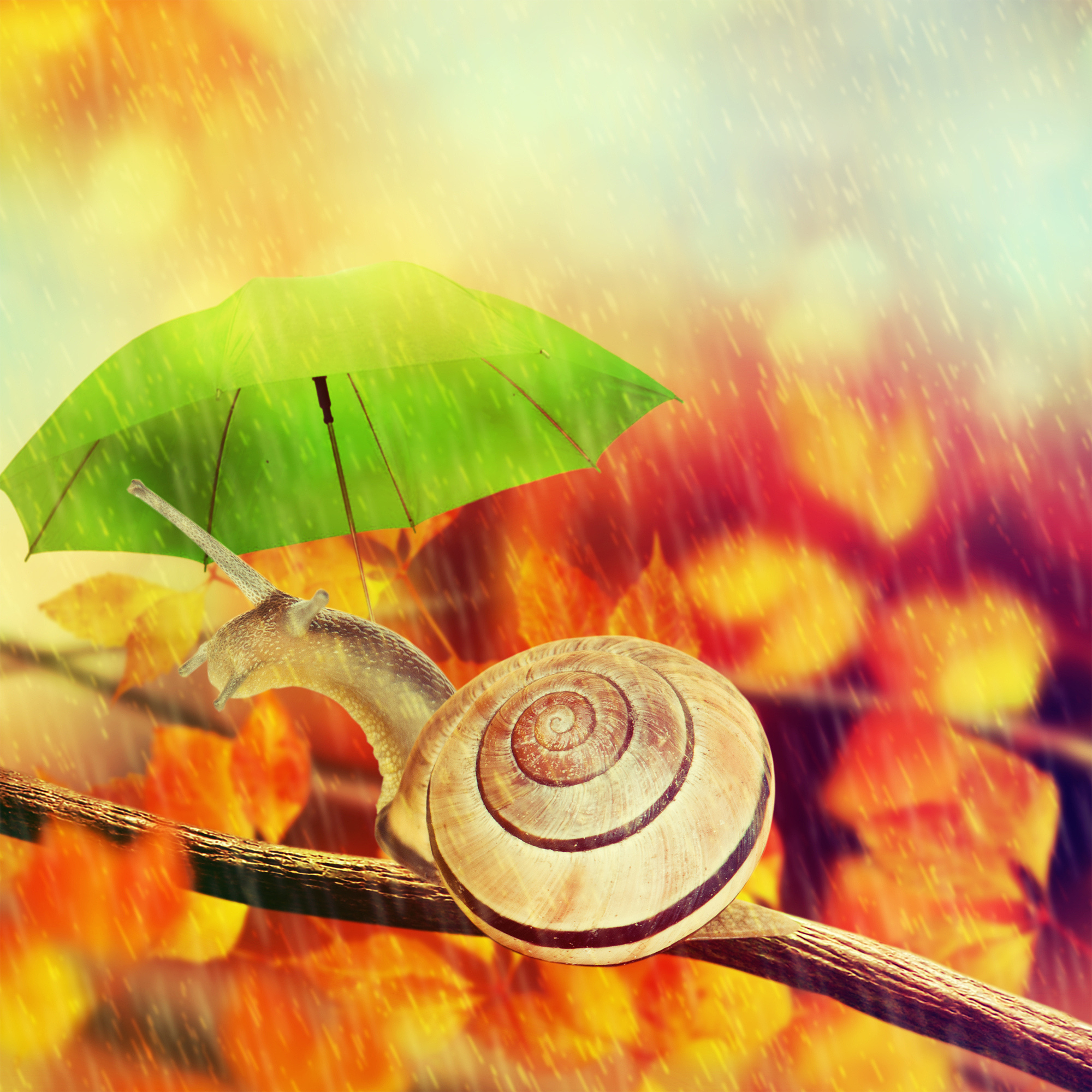 蜗牛酒吧笑话：为什么蜗牛这么慢？