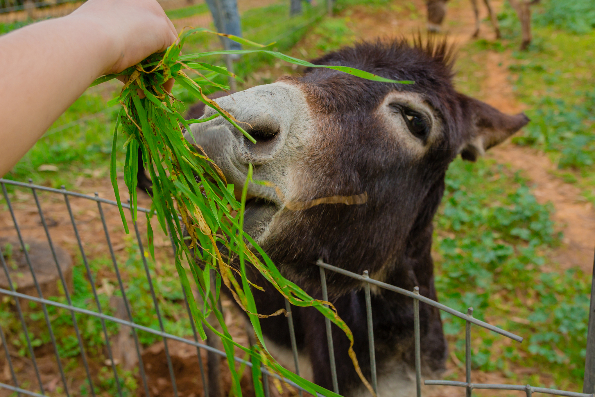 儿童诗歌：身体的奇妙旅程