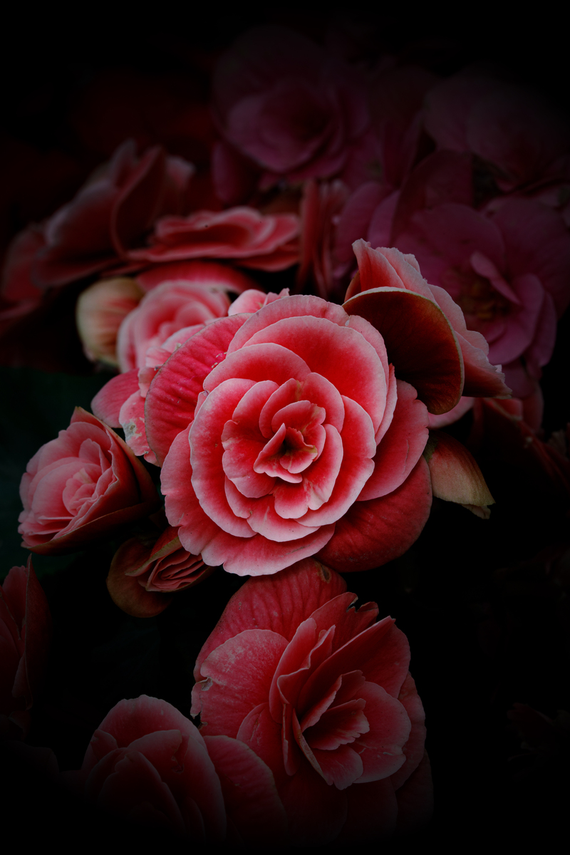 山茶花花语：坚强、勇敢和热爱生命