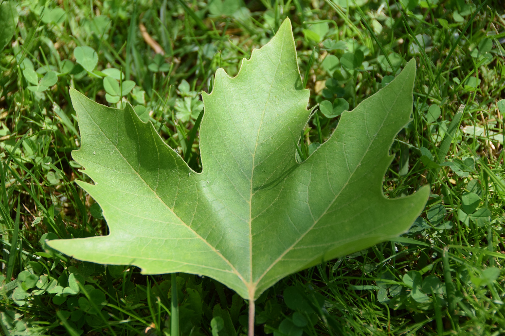 maple leaf