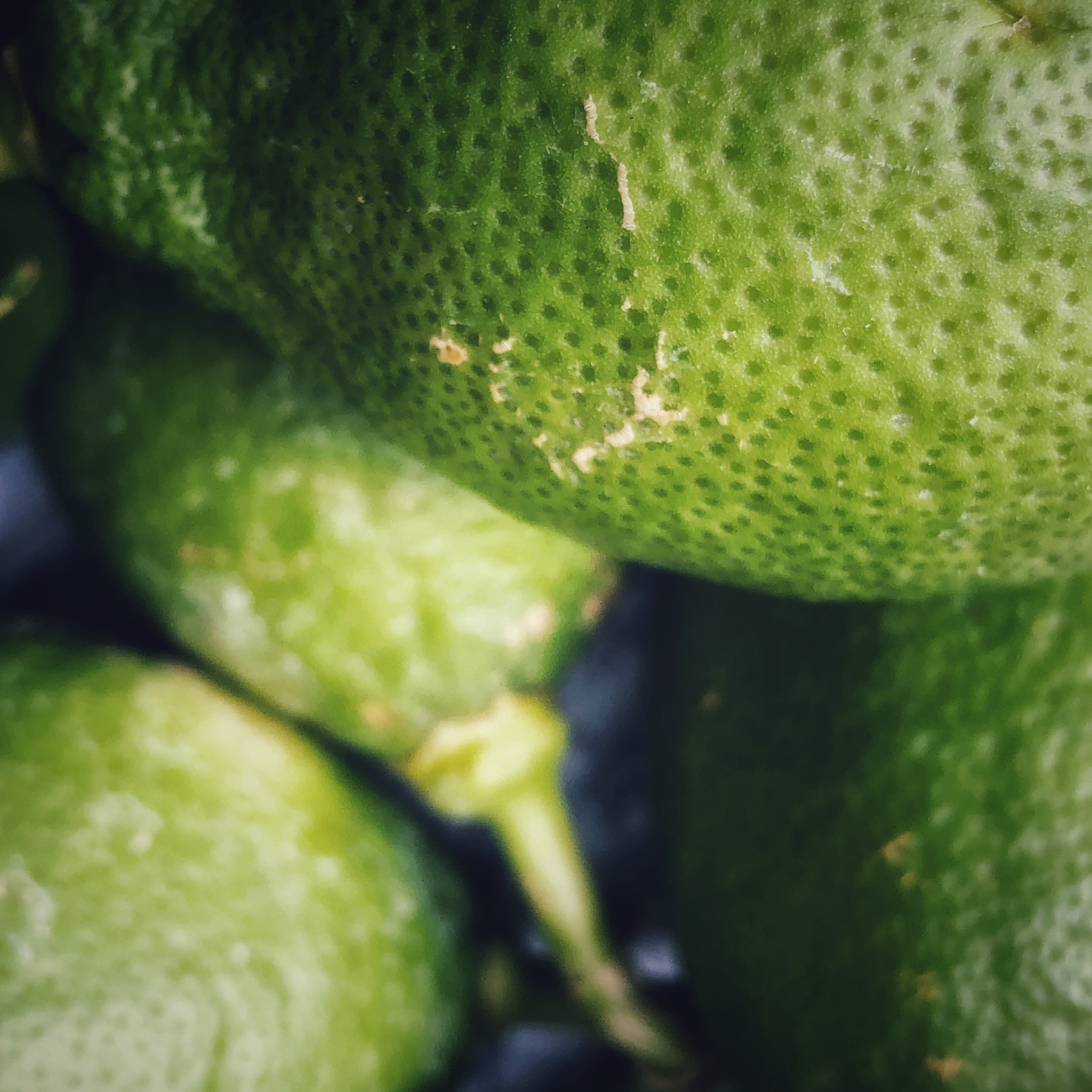 果园引入捕食性蓟马控制柑橘叶螨方法