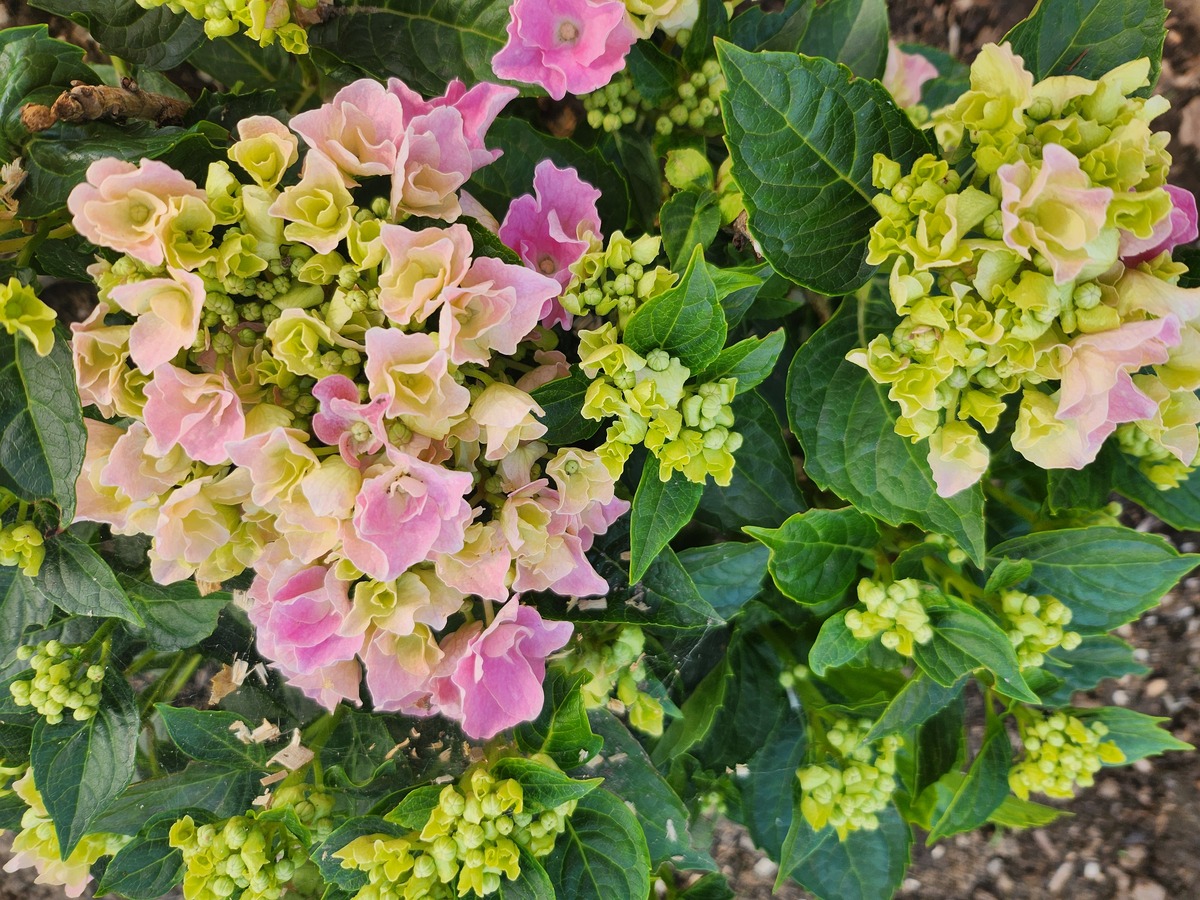 小木槿好养吗？花期多长？养护指南