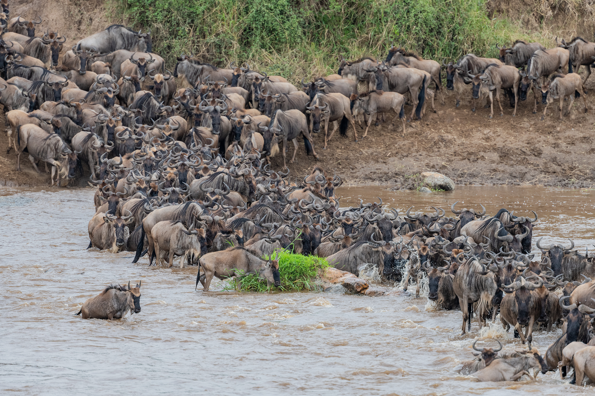 wildebeest migration- tanzania