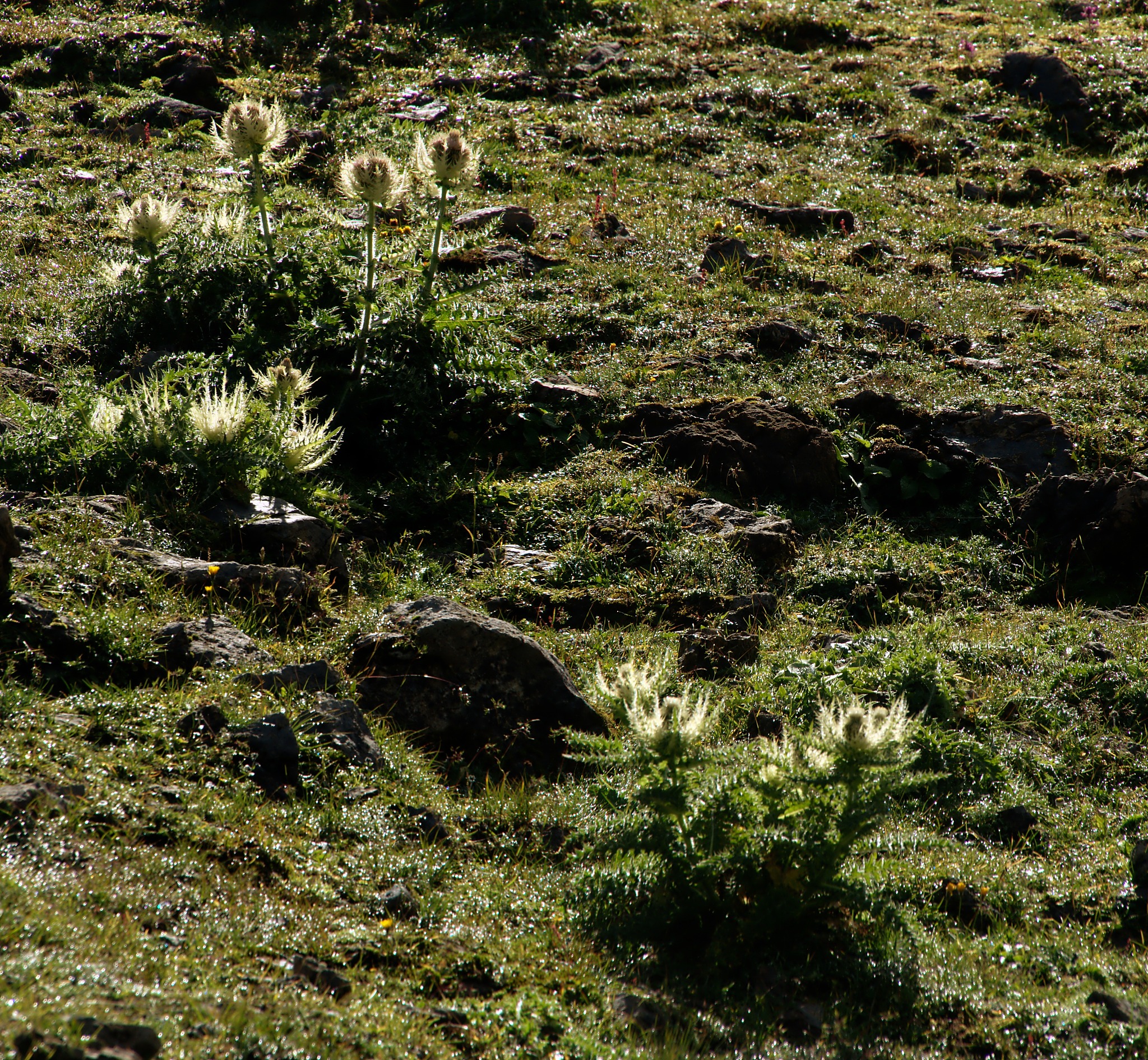 osi文件传输协议