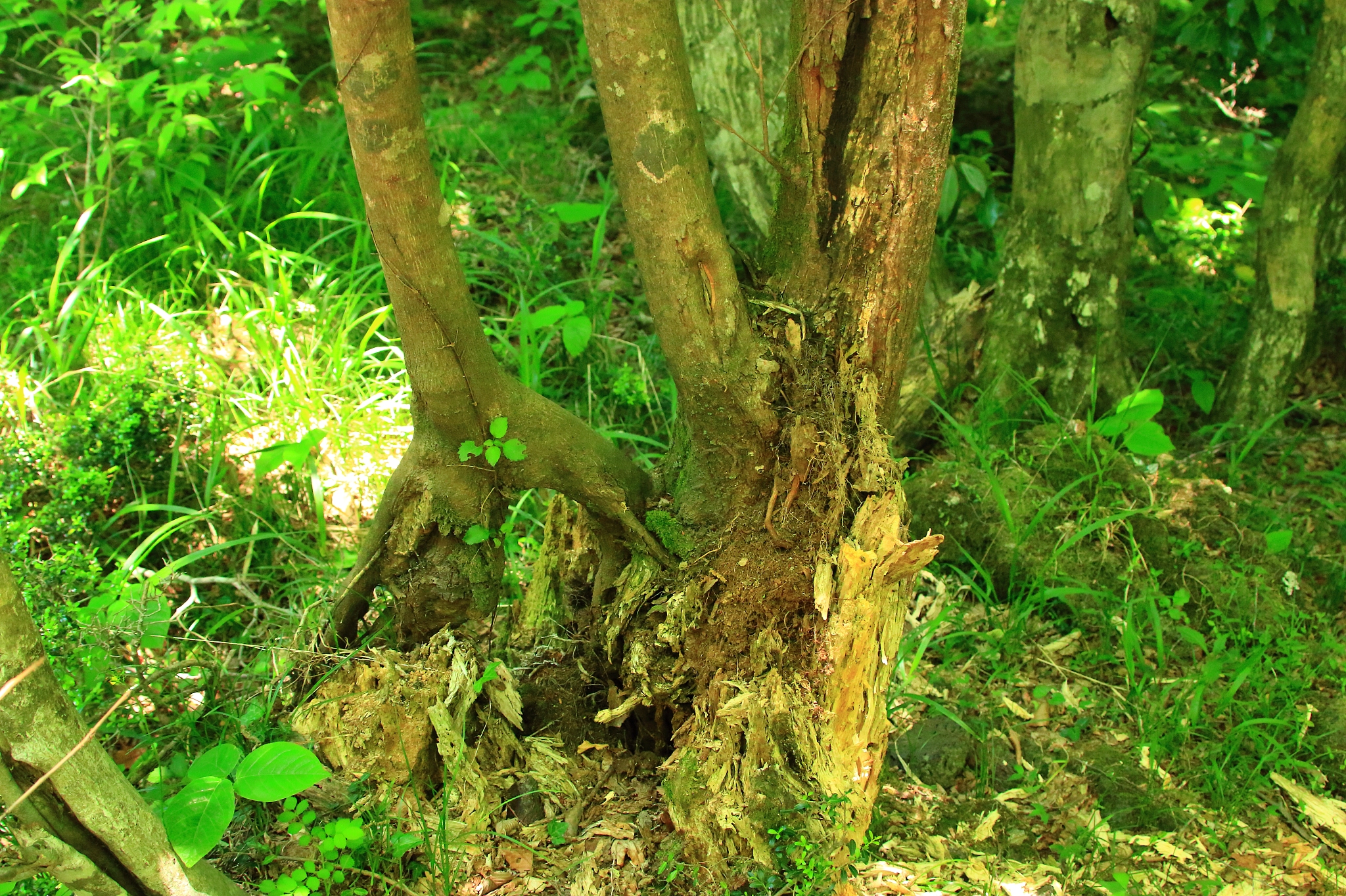forest path, forest path, forest, forest, walking path,