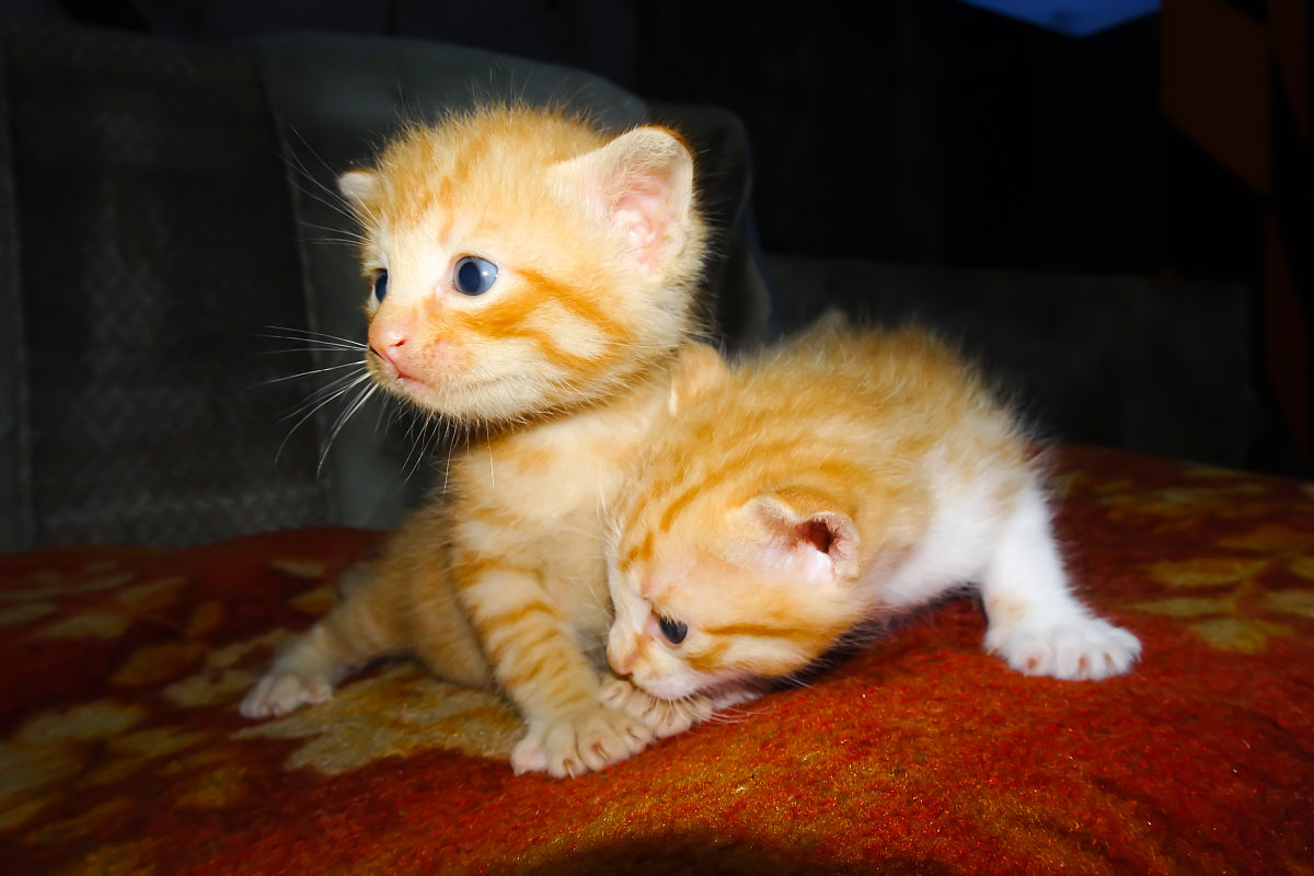 橘猫：温暖、友善、爱玩耍的家庭伴侣
