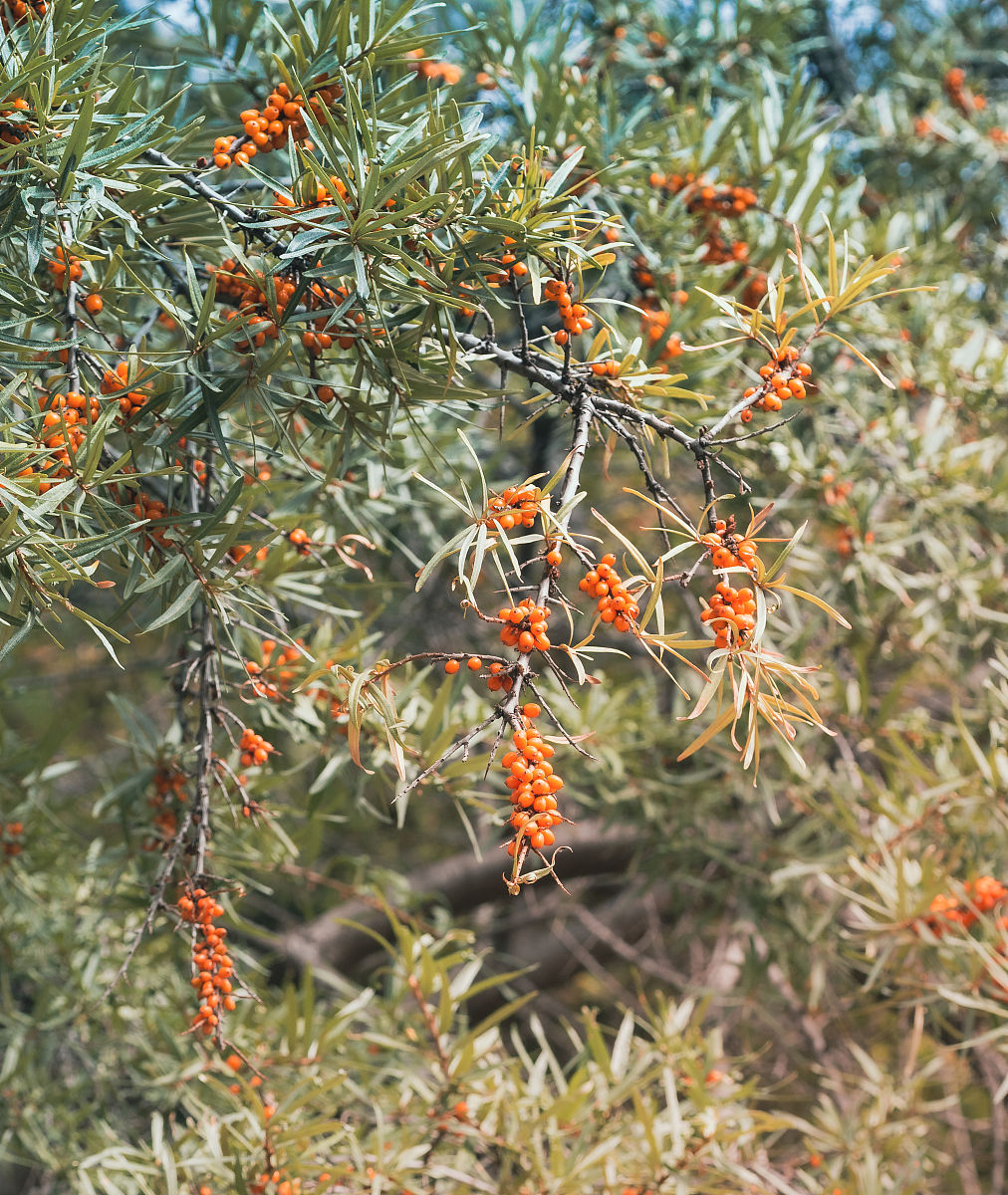 福能源石榴沙棘钙：功效、服用、购买、常见问题解答