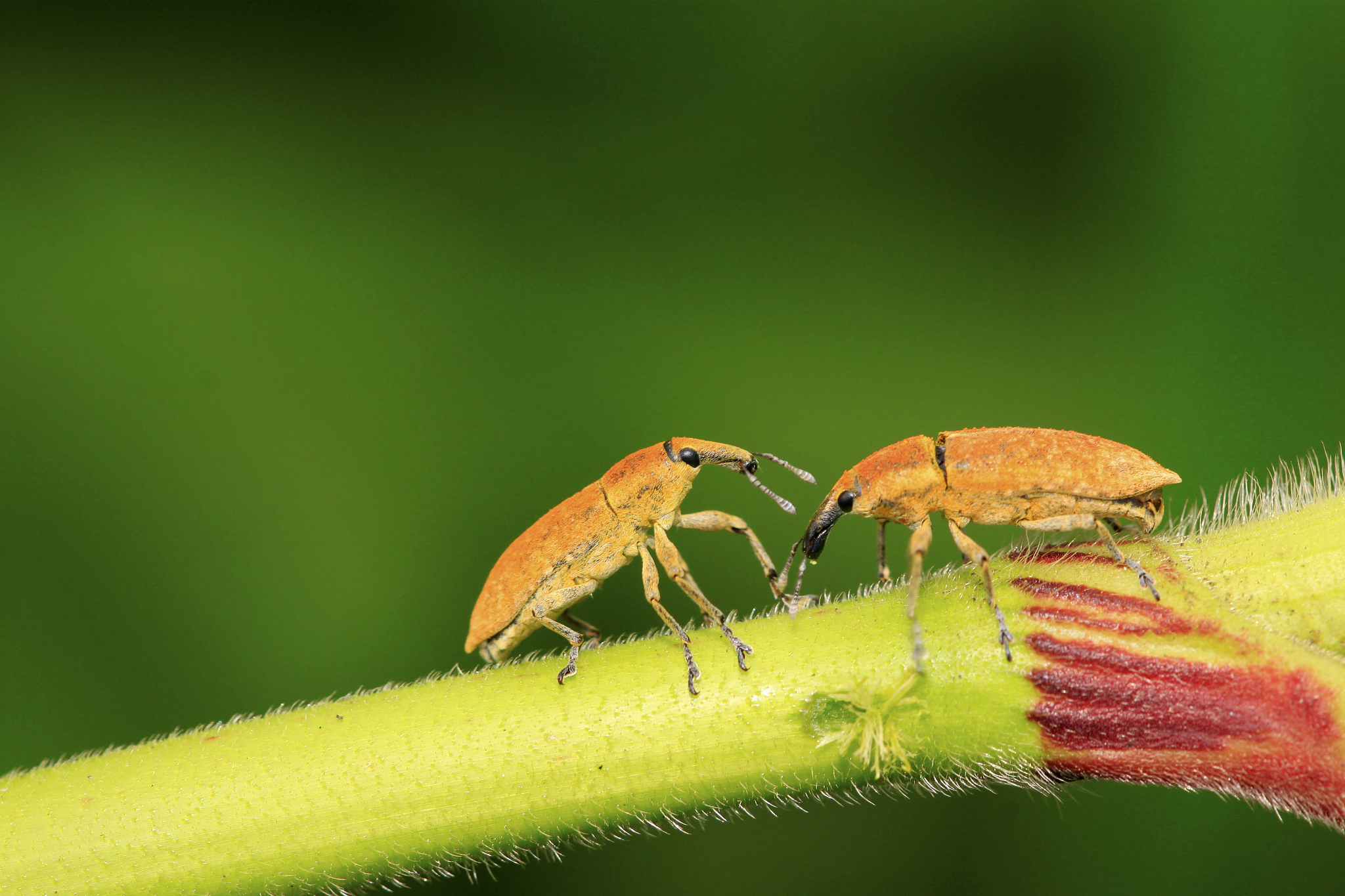 舞蹈演员眼中的昆虫世界：从‘昆虫与健康’课程收获的启迪