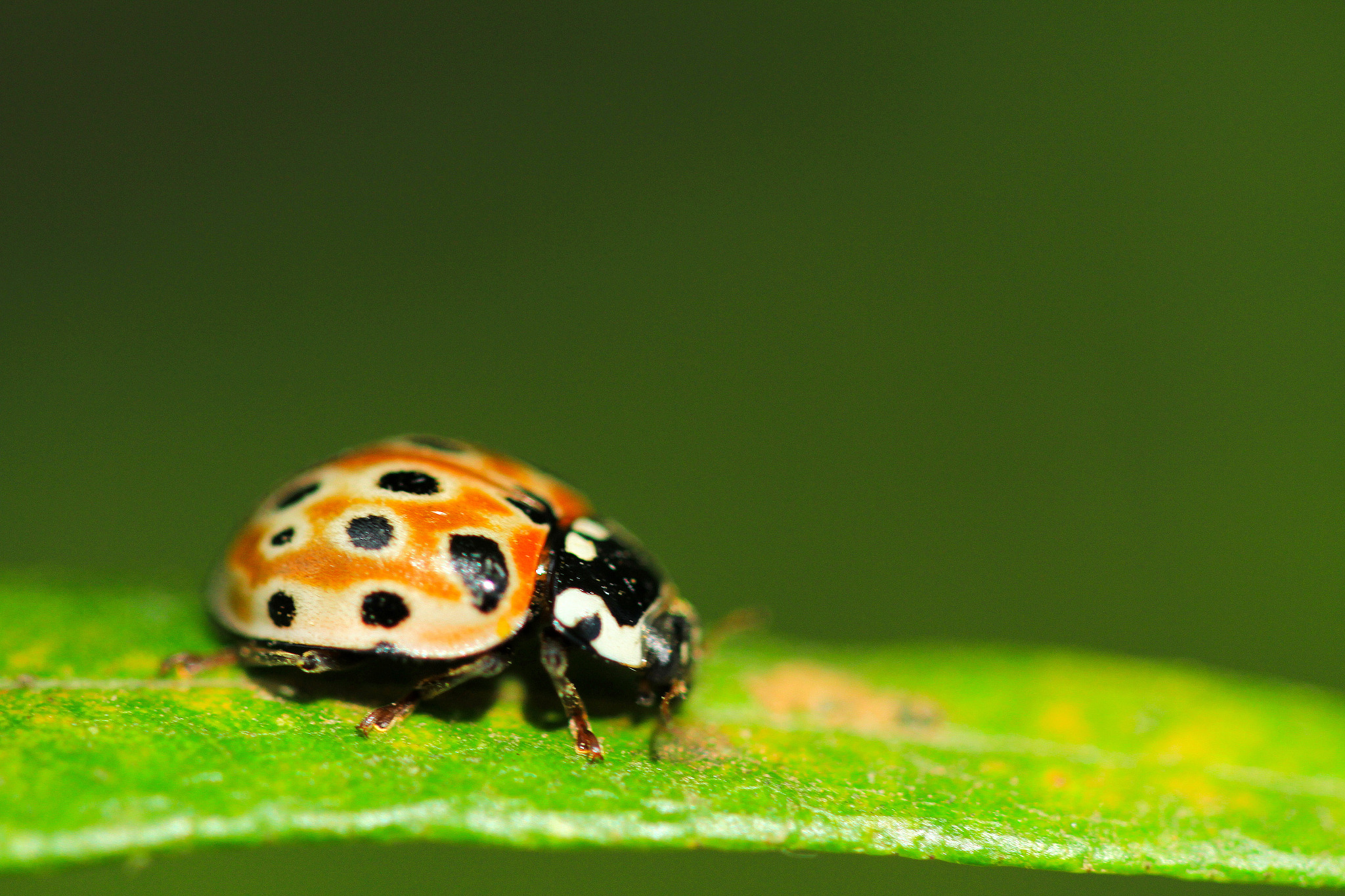 七星瓢虫写作文