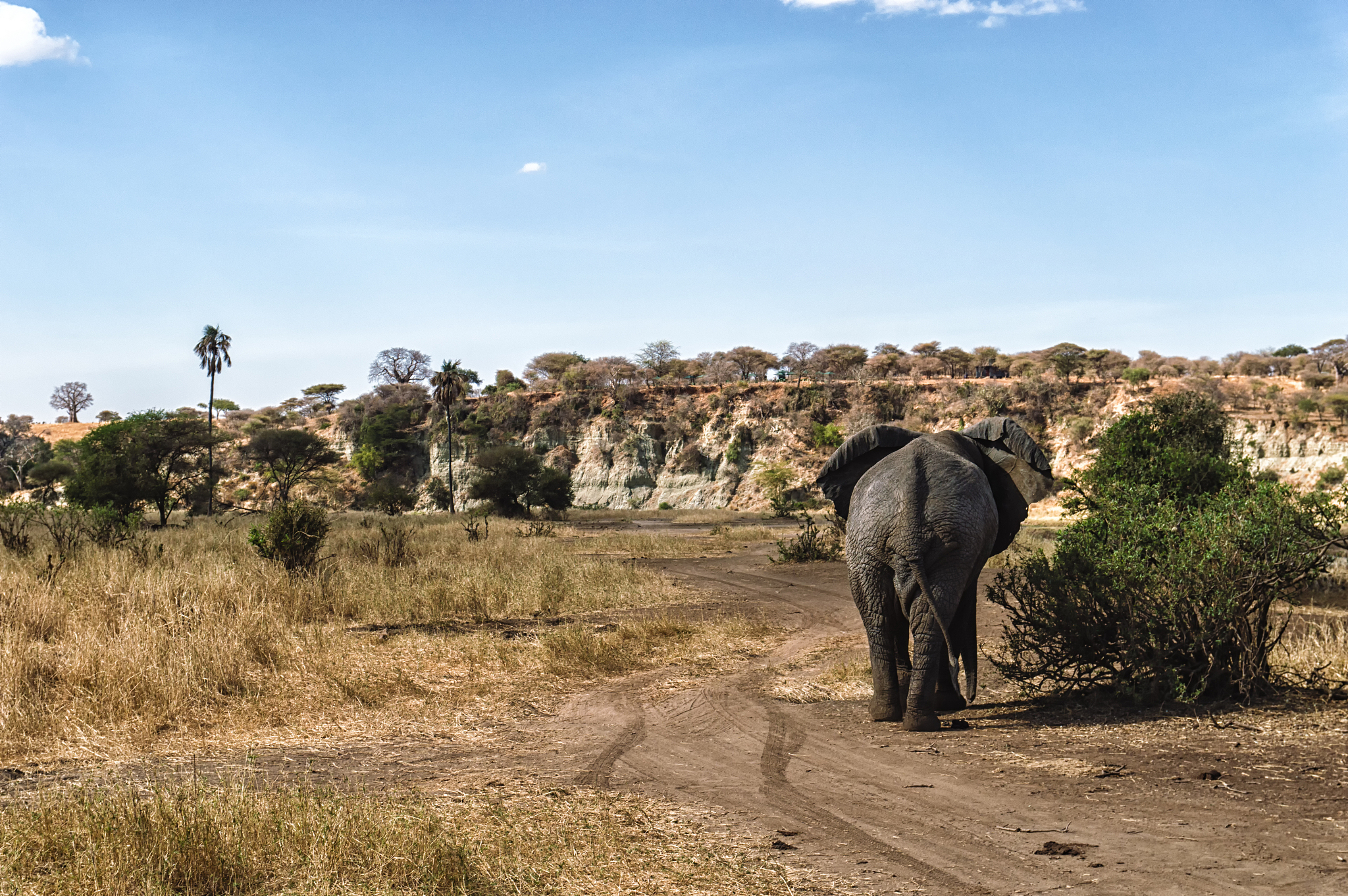 rear view elephant