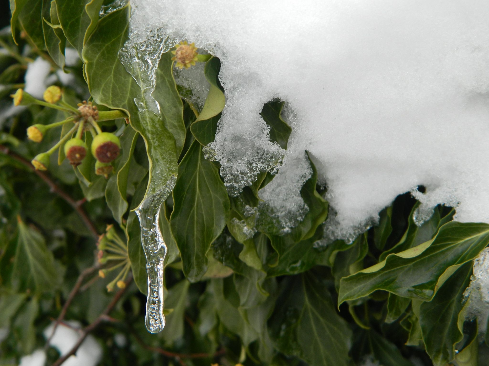 抗盐碱植物的抗盐特性及提高抗盐性的方案