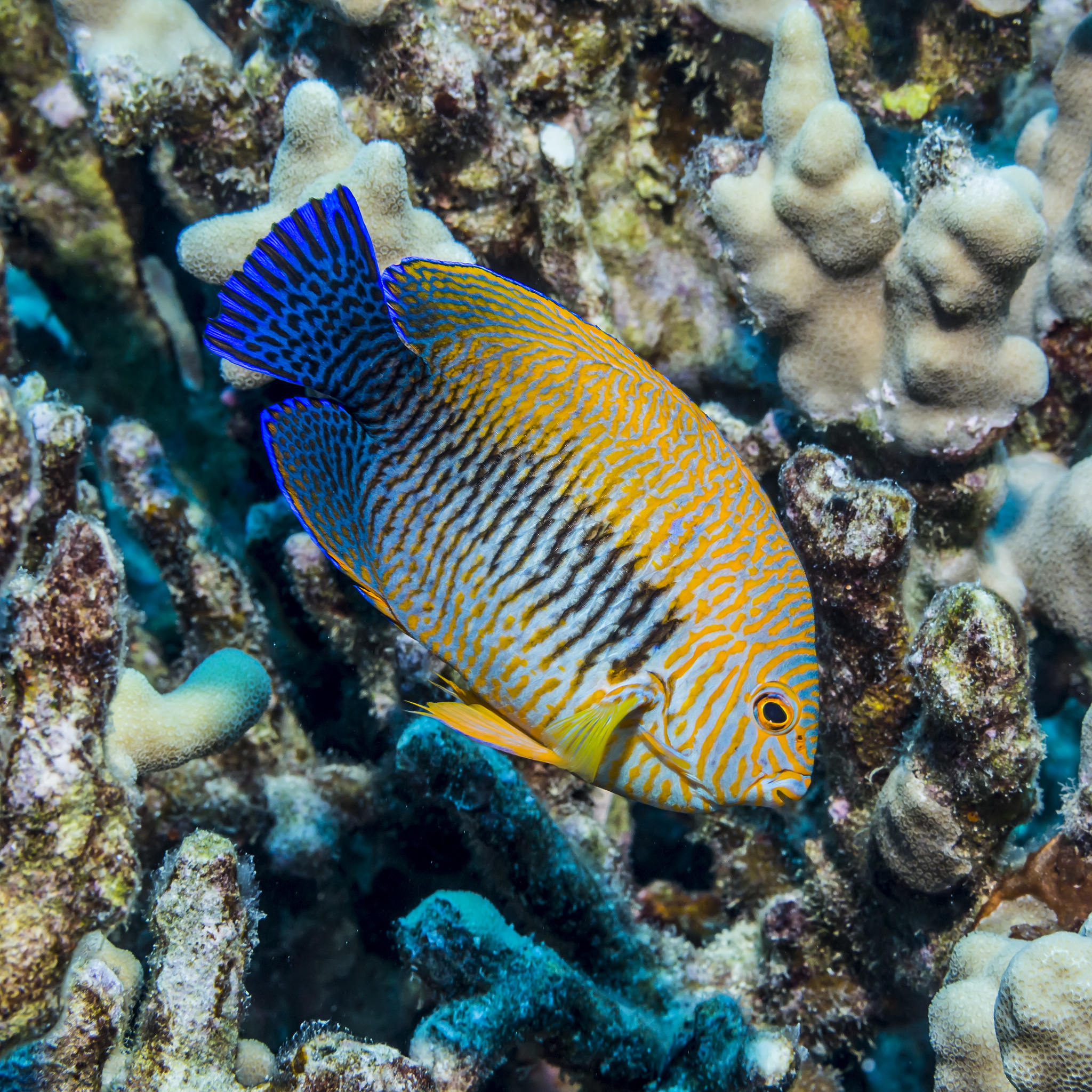 H=sum_ic_idaggerc_i矩阵形式