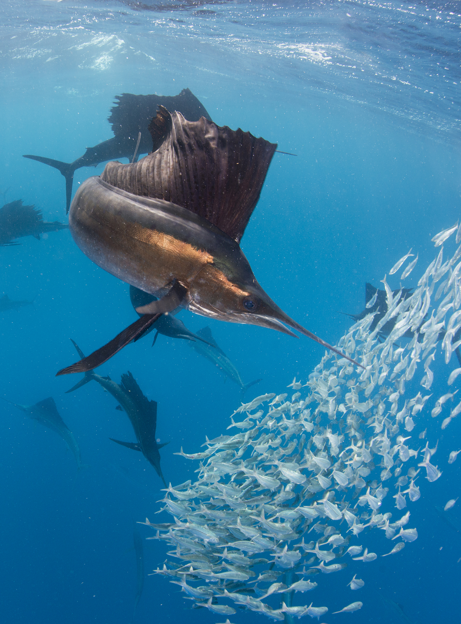 《老人与海》中的专业术语和解释 - 10个示例