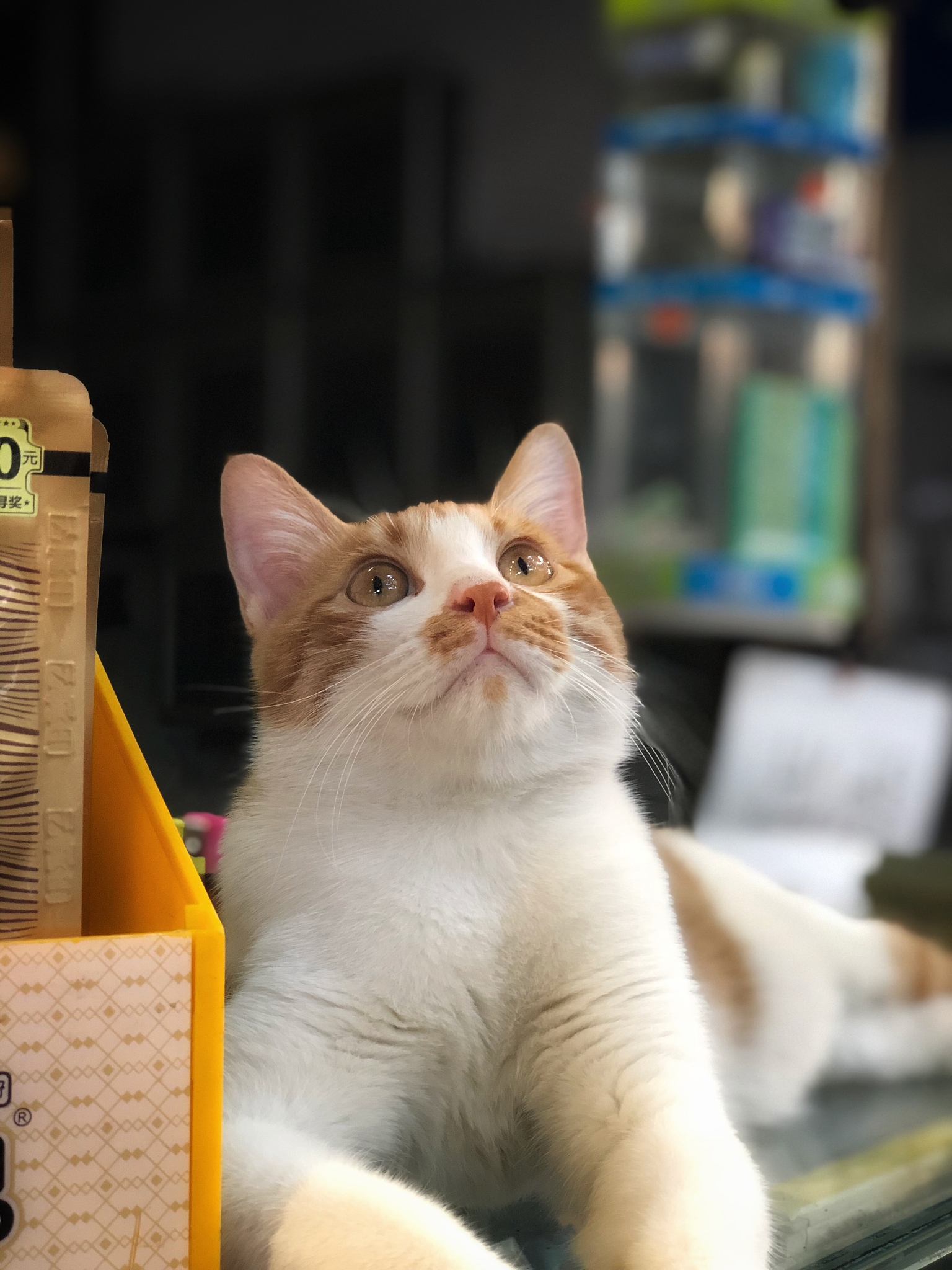 扮演一名宠物博主写篇800字你家猫咪做过哪些让你哭笑不得的事？的视频文案要有互动语句重新编写个标题