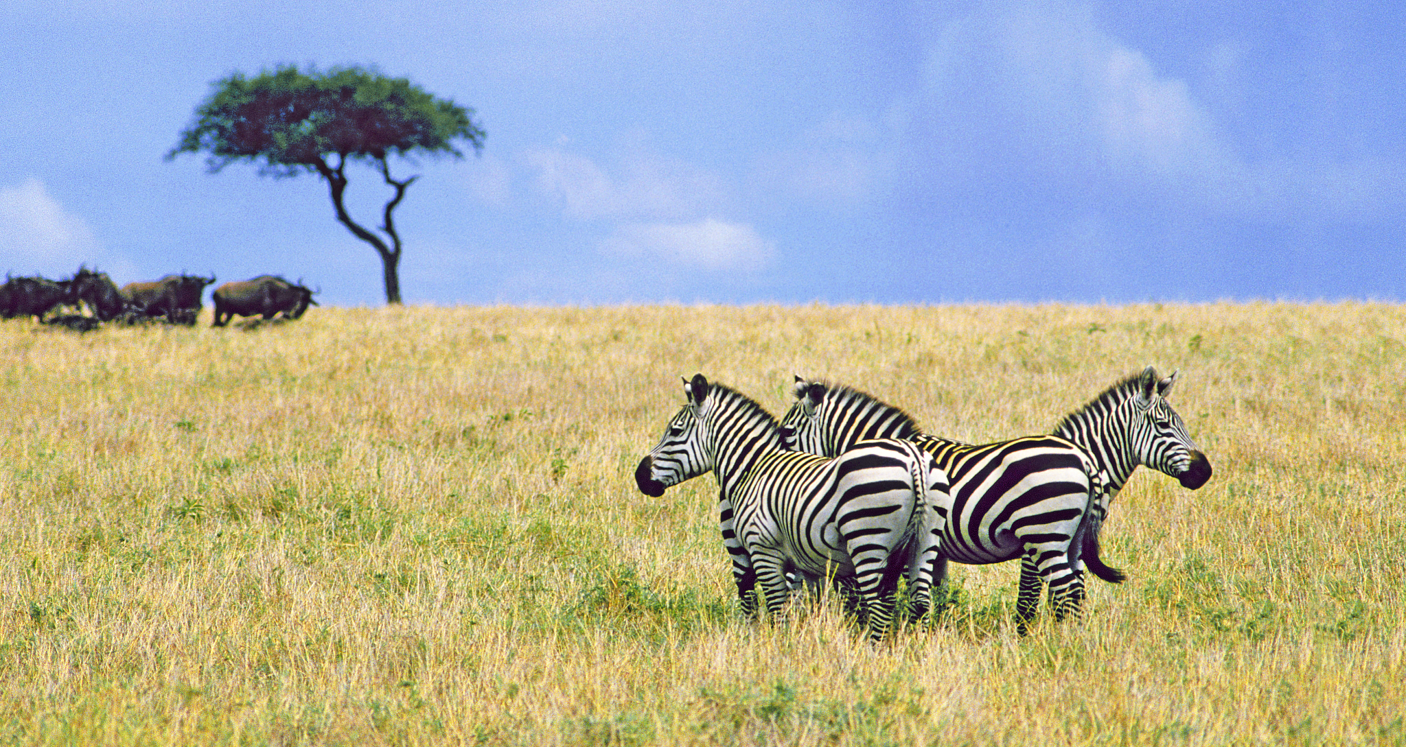 herd of zebra in tanzania