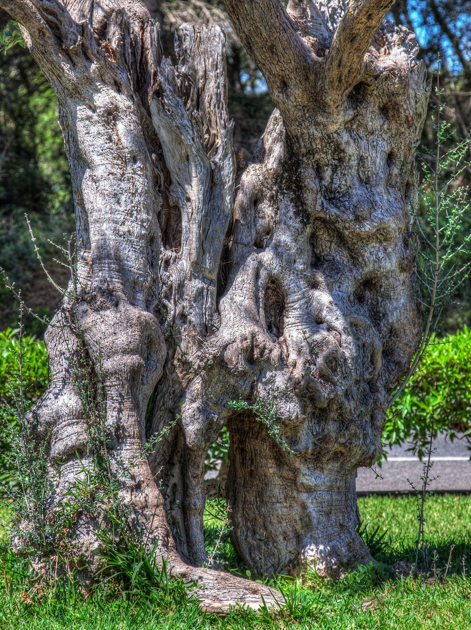 树枝垂下来：大自然的鬼斧神工，四季变幻，美不胜收