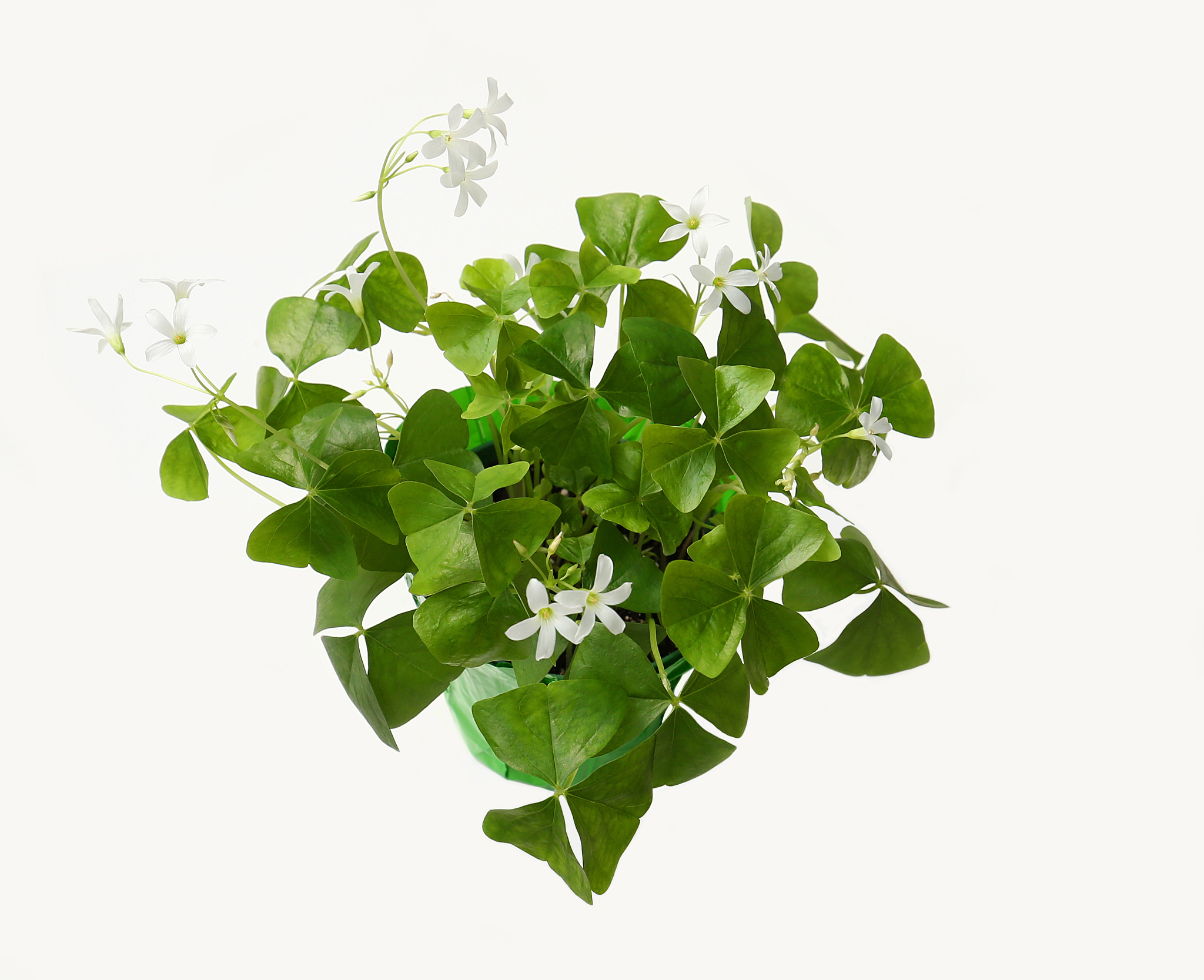 在字数和意思差不多的前提下改写这段话：Because of the stagnant economy Craig and Ailsa agreed to merge Gordons farms and the new strategy required new organizational structures Absolutely Shamrock organization structure