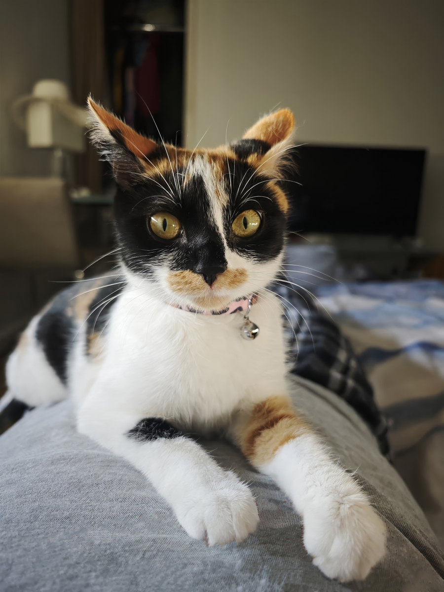 给小猫取个名字