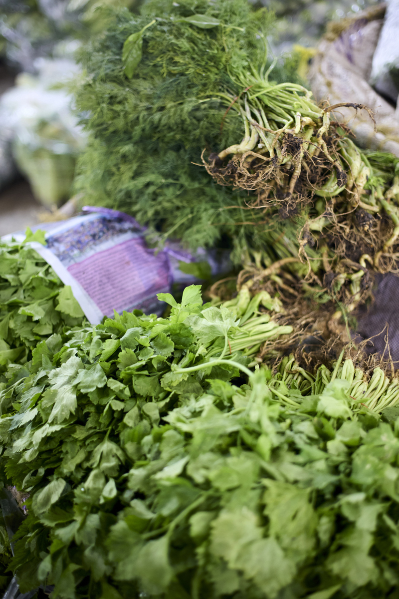 江苏灌南苦菜食疗：缓解胃部不适的民间偏方