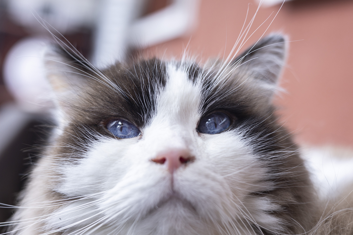 布偶猫特写,蓝眼睛向上看