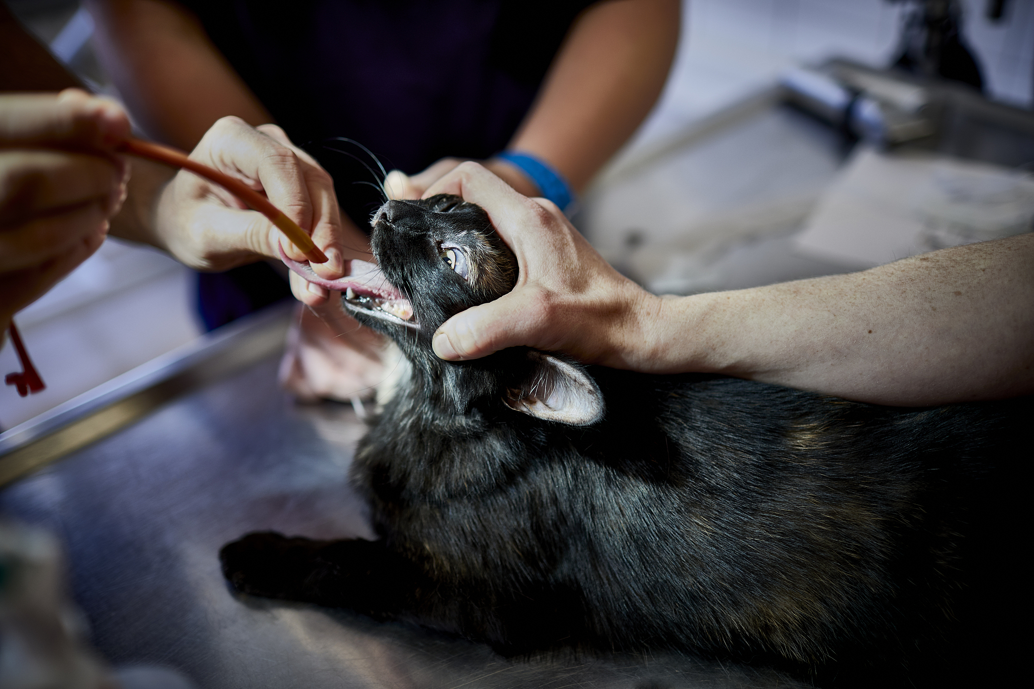 吉林学动物医学专业怎么样 好不好就业