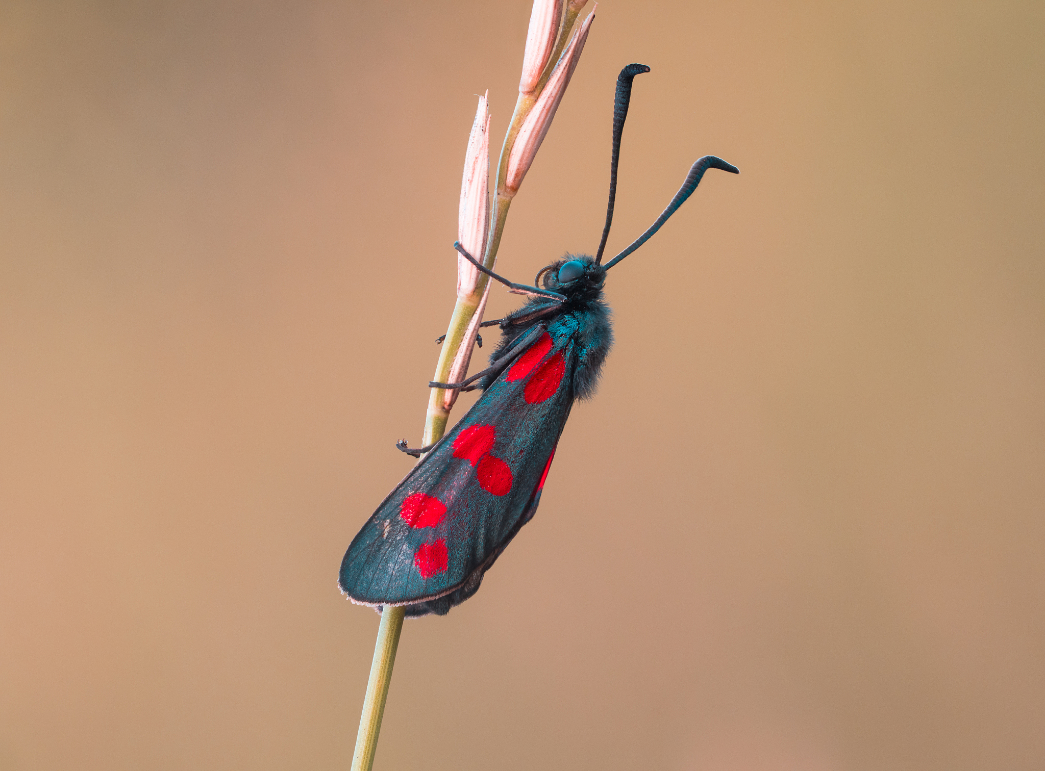 a small butterfly with red dots sits with folded wings on a blad