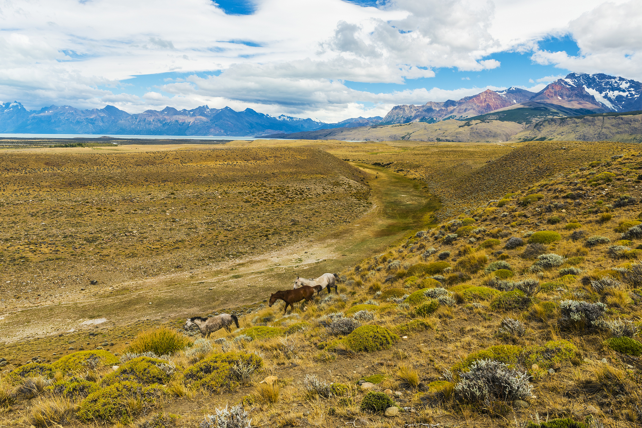 horses in patagonian plains