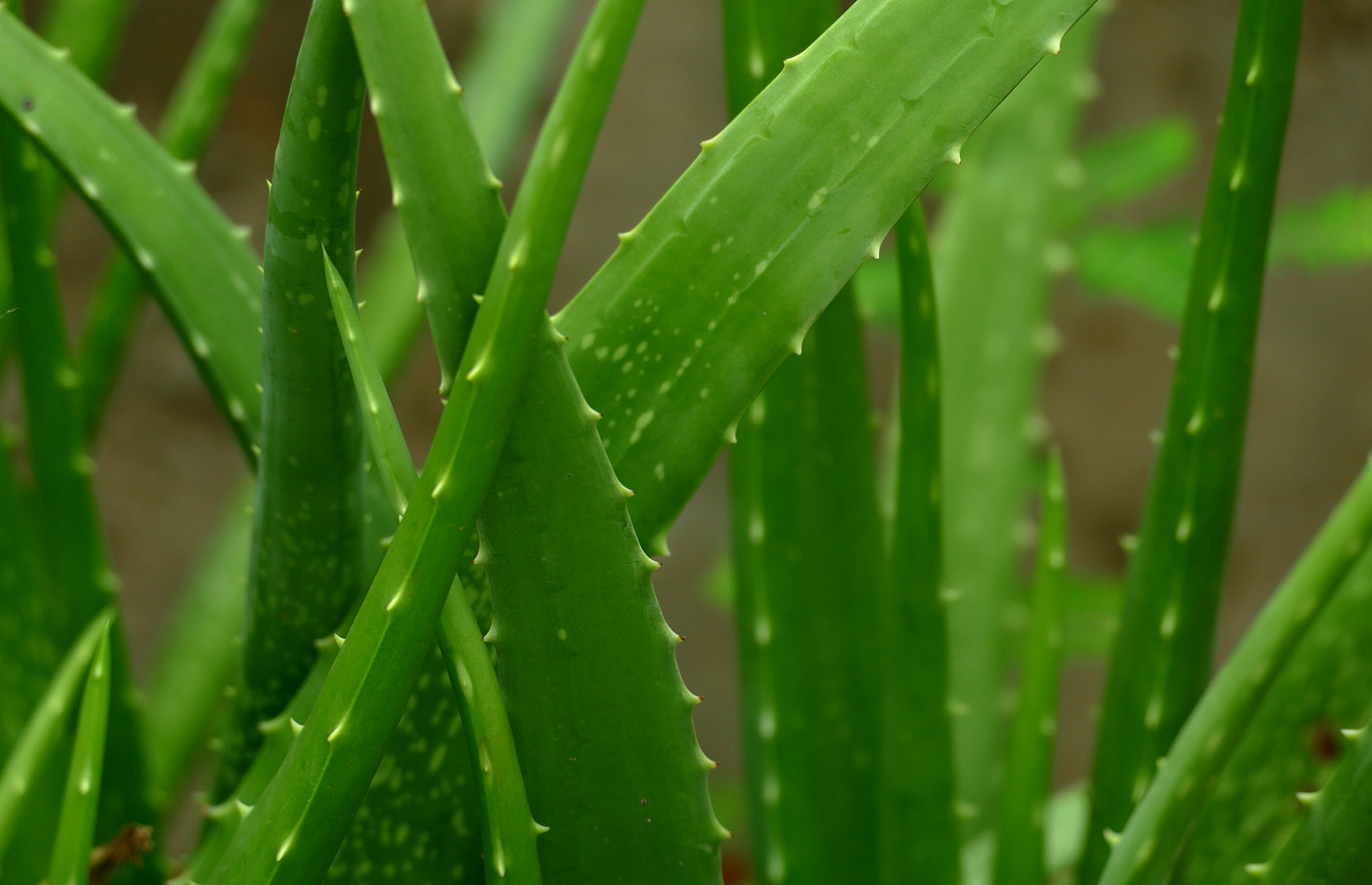 贵阳新城职业学校口腔医学技术专业教学质量好不好