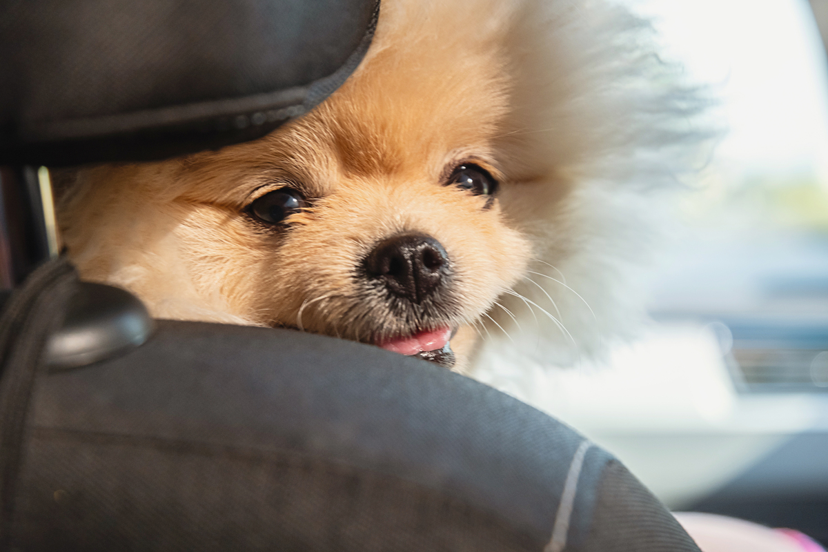 🐶 爱狗女生大揭秘：性格特点、心理分析及恋爱指南 💕