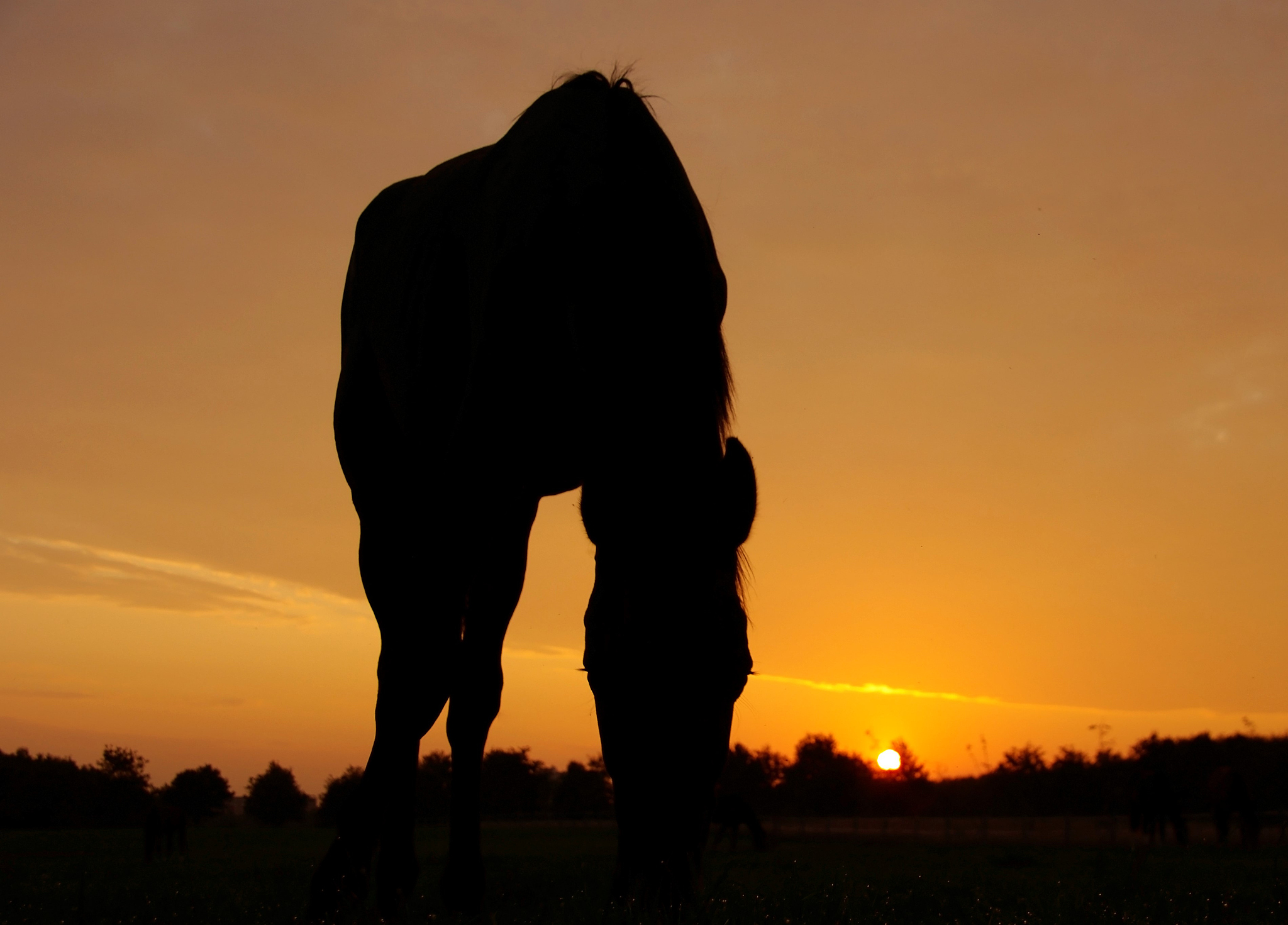 详细介绍气候数据对于草地、放牧和家畜生长发育有什么意义