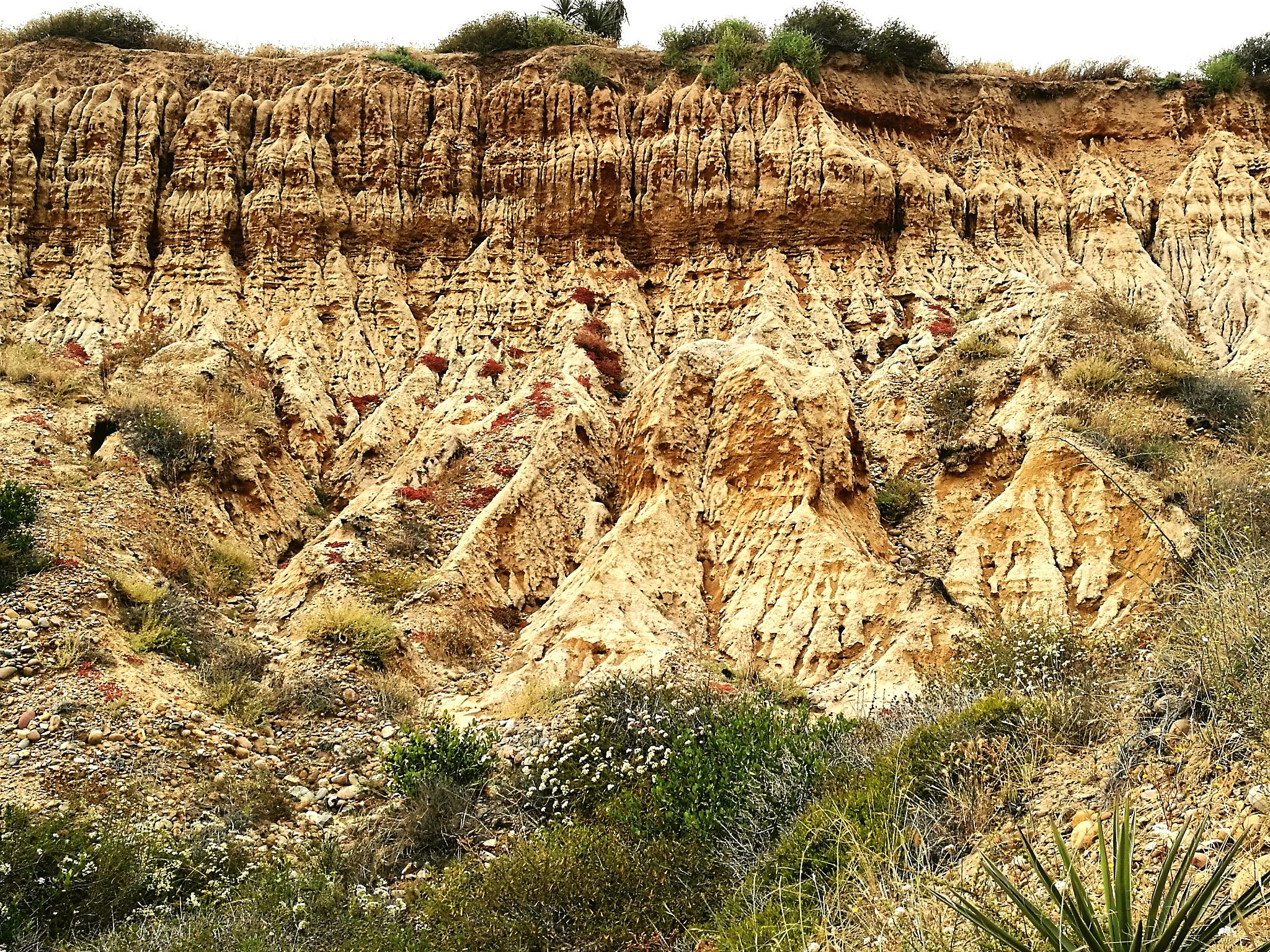 冀中坳陷蠡县斜坡沙河街组沉积相研究