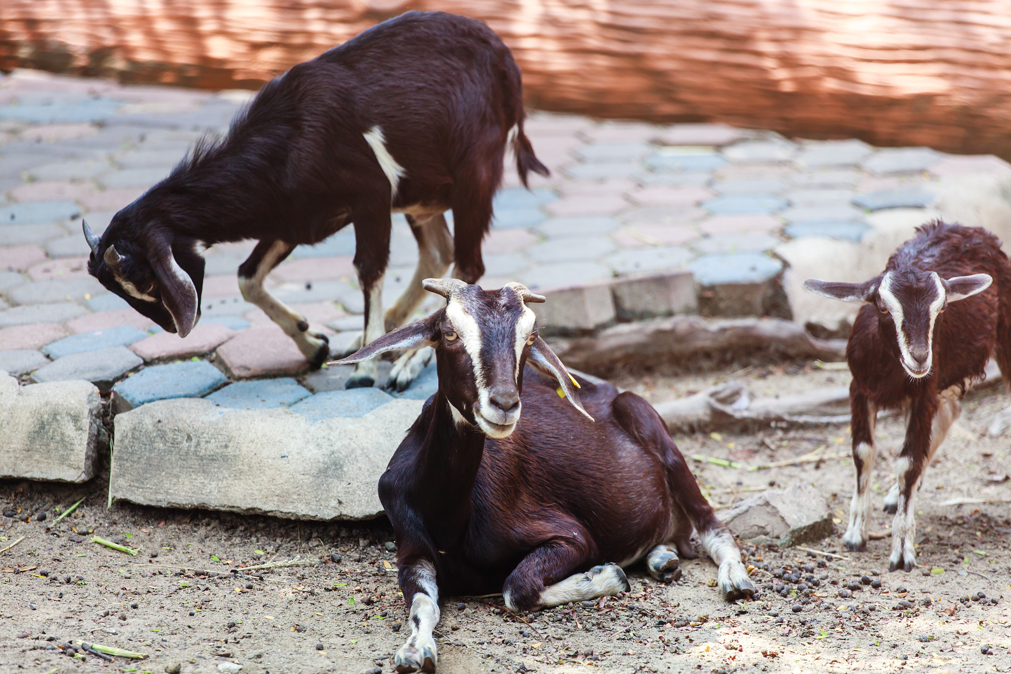 the goat is in the farm.
