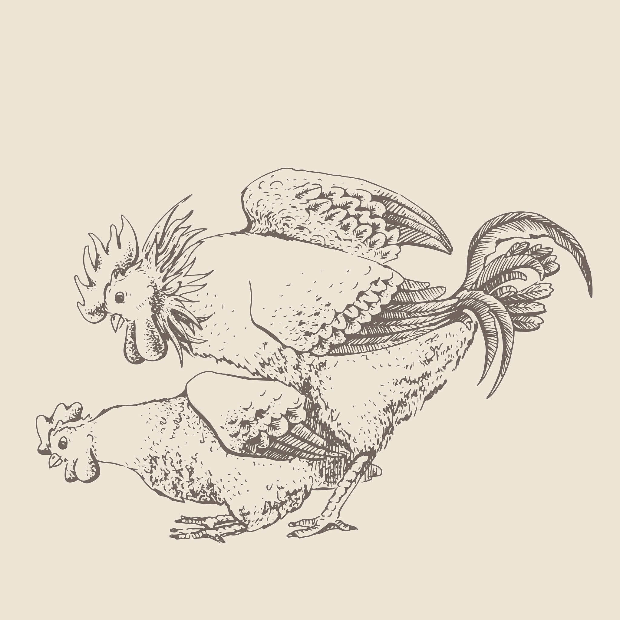 网络流行语 '鸡你太美' 解释：含义、用法及注意事项