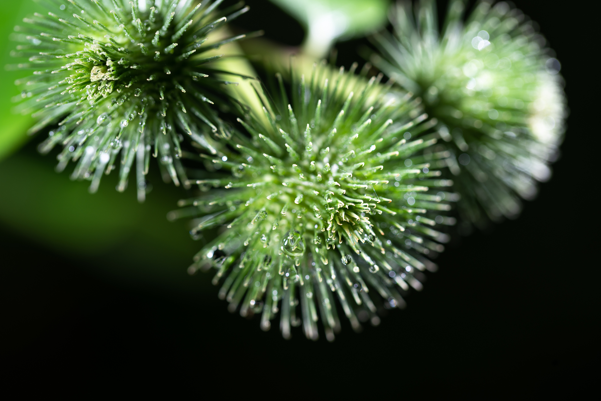 牛蒡中草药绿色植物志夏天