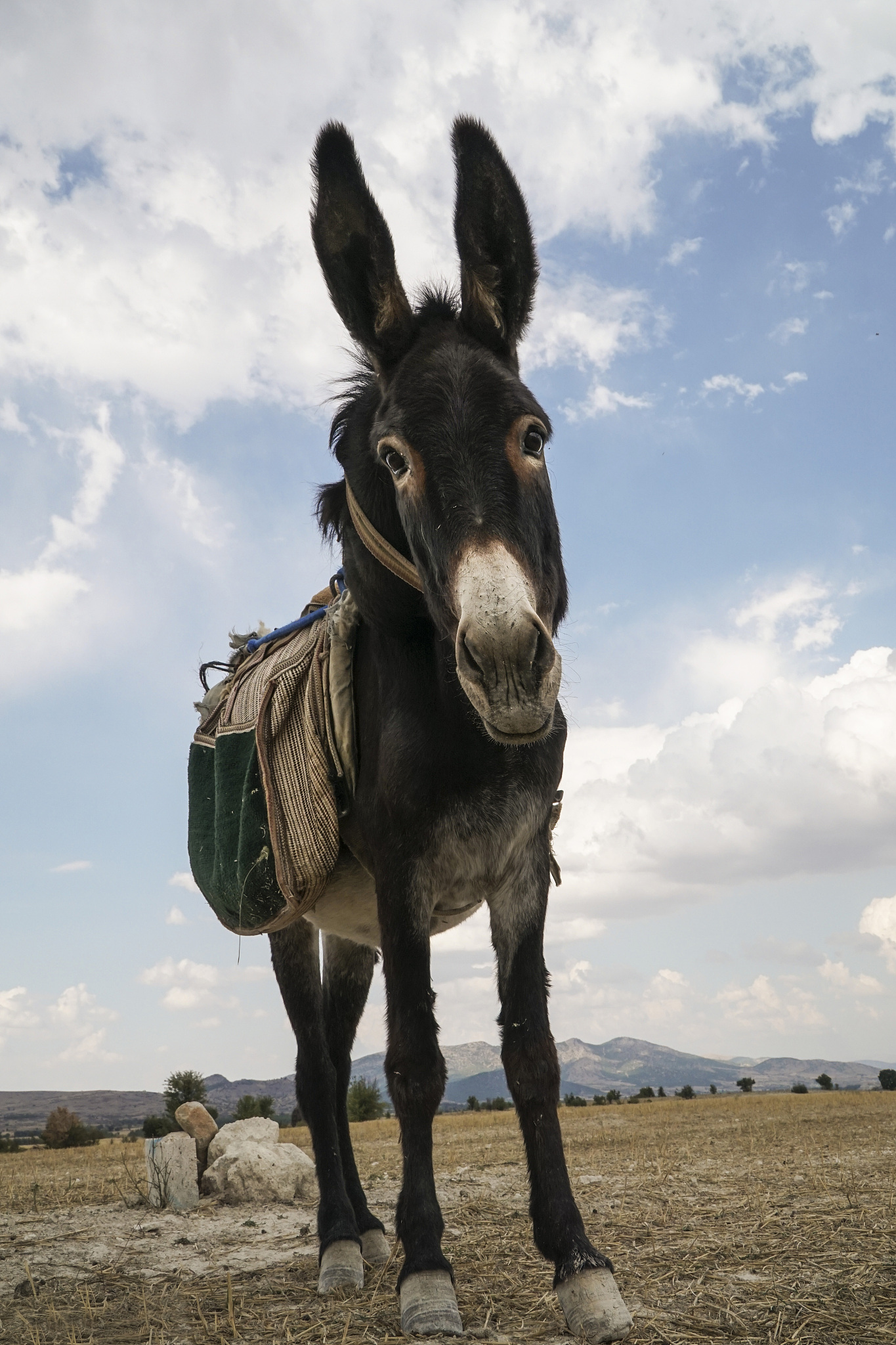 donkey looking to the camera in the countryside