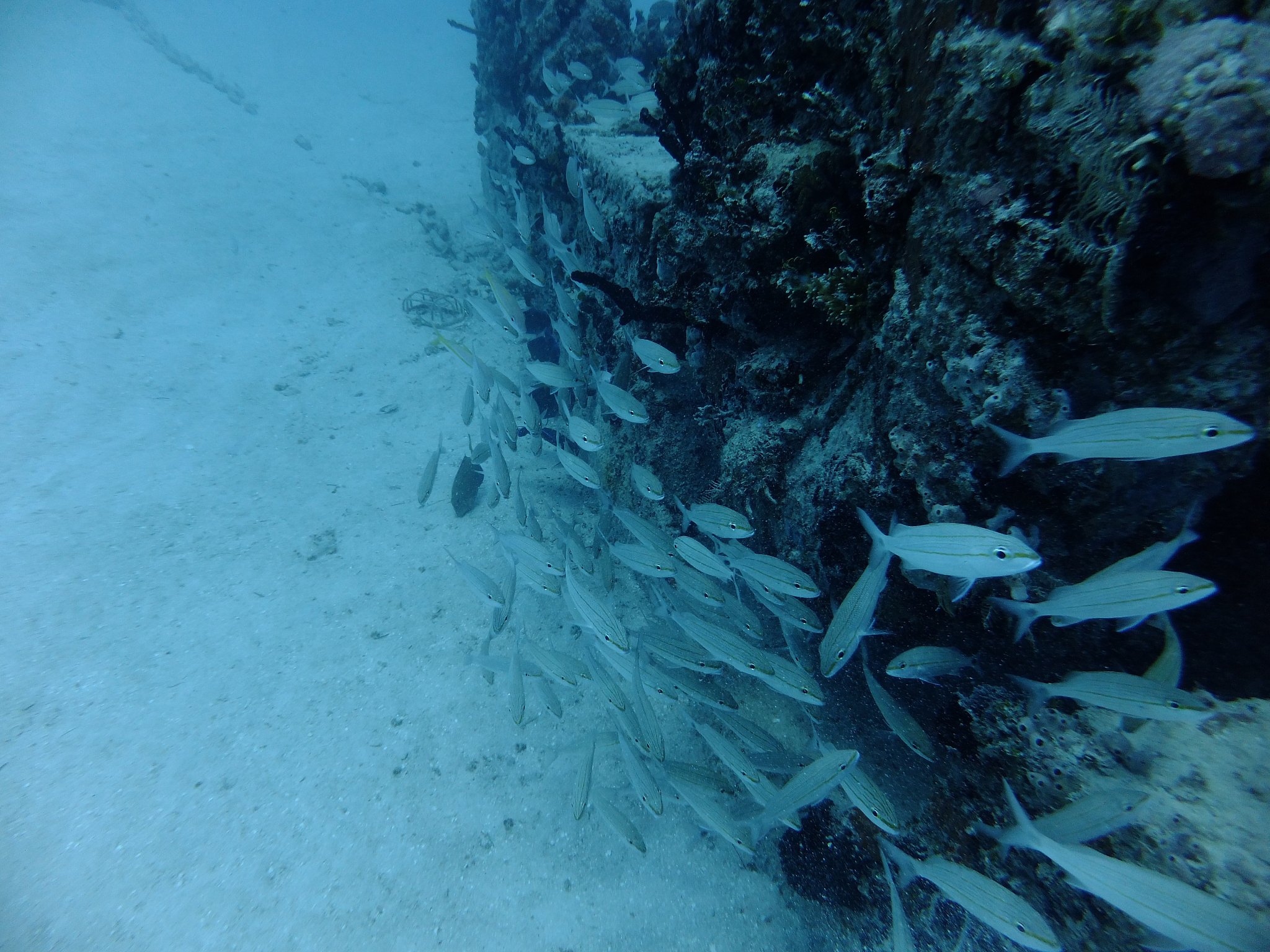 scuba diving