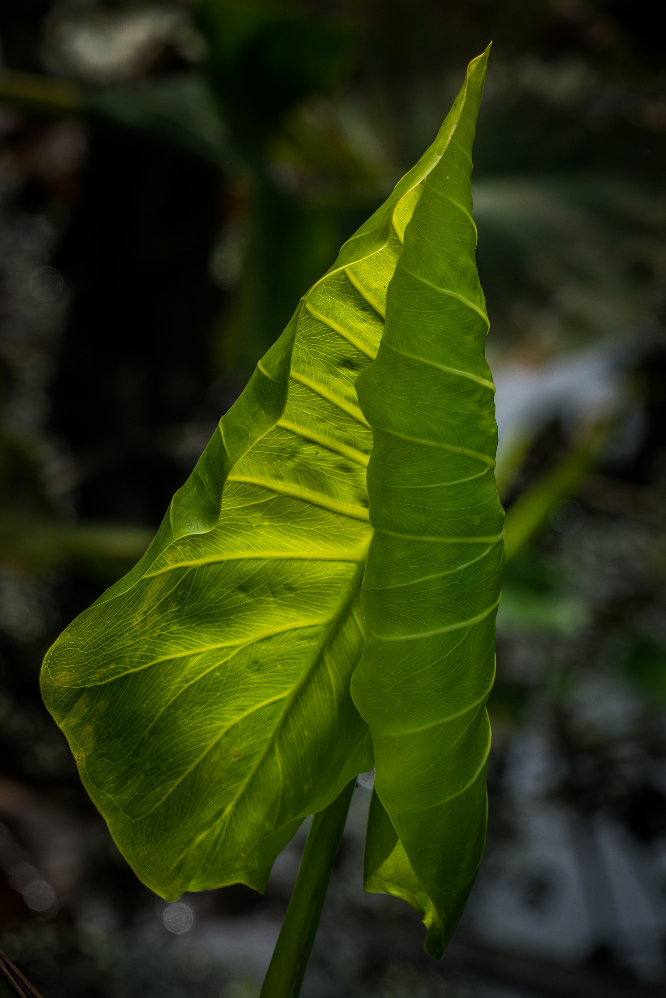 amazon jungle vegetation