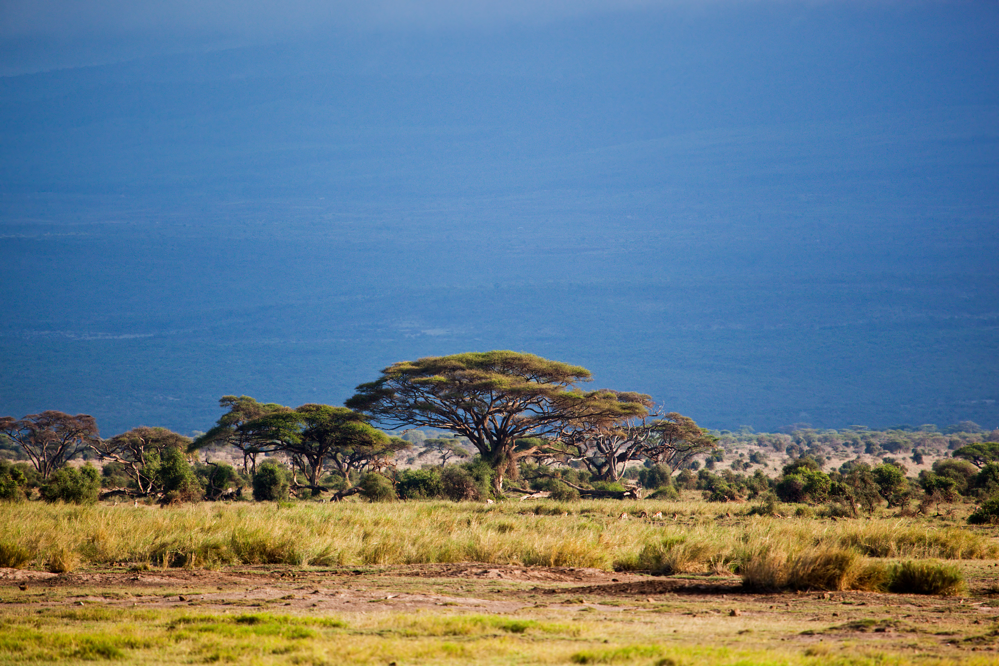 savanna landscape in africa, amboseli, kenya
