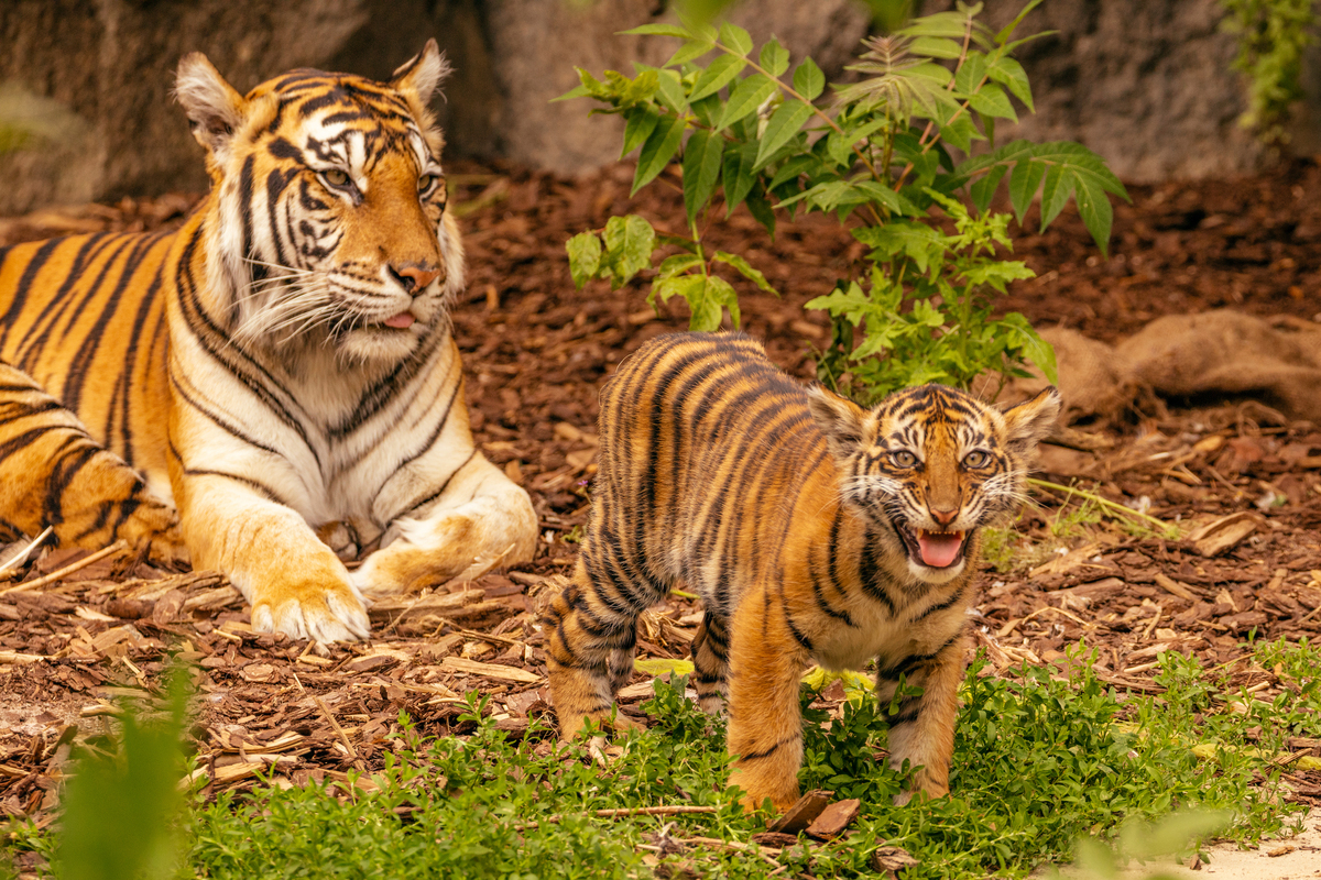 威震山林指什么生肖 是生肖虎帮我用200字详细描述
