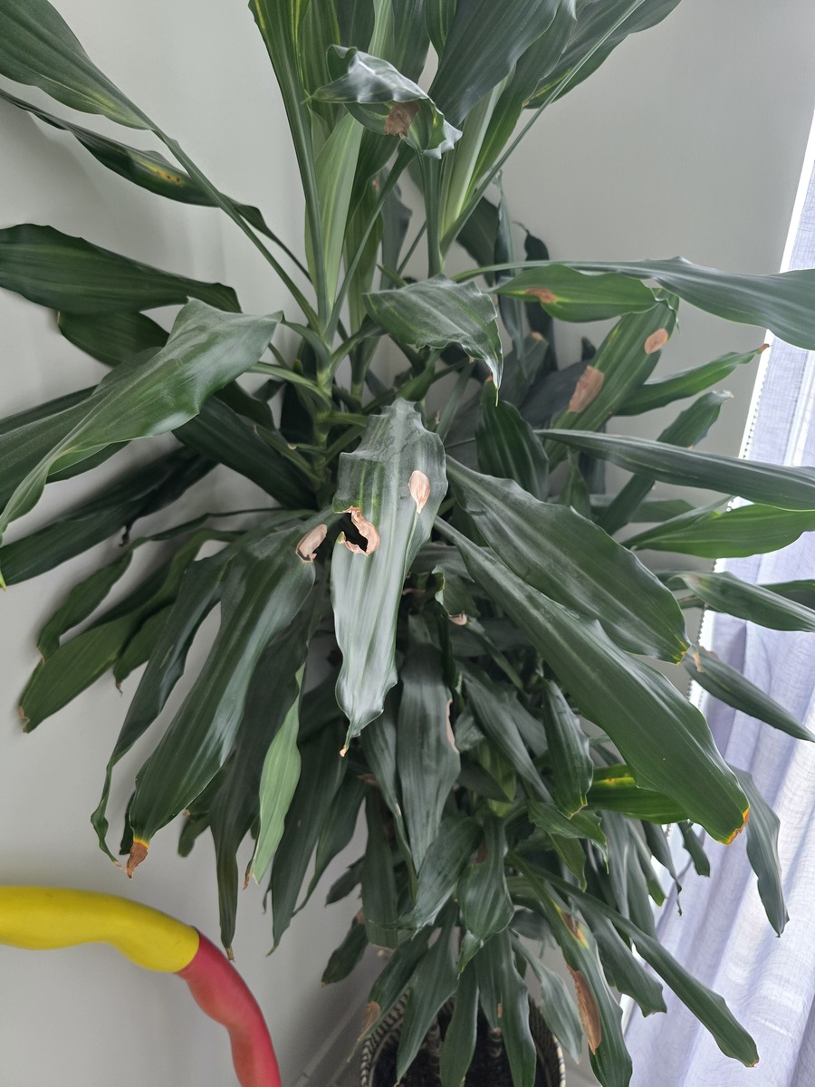 散尾葵叶子发黑的原因及解决方法 - 拯救你的绿植